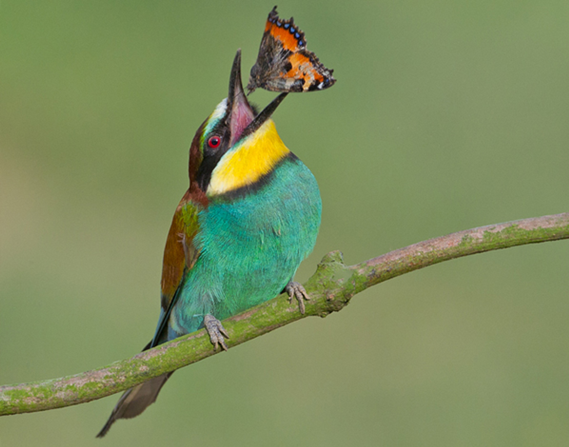 bijeneter_TomvandenBrand