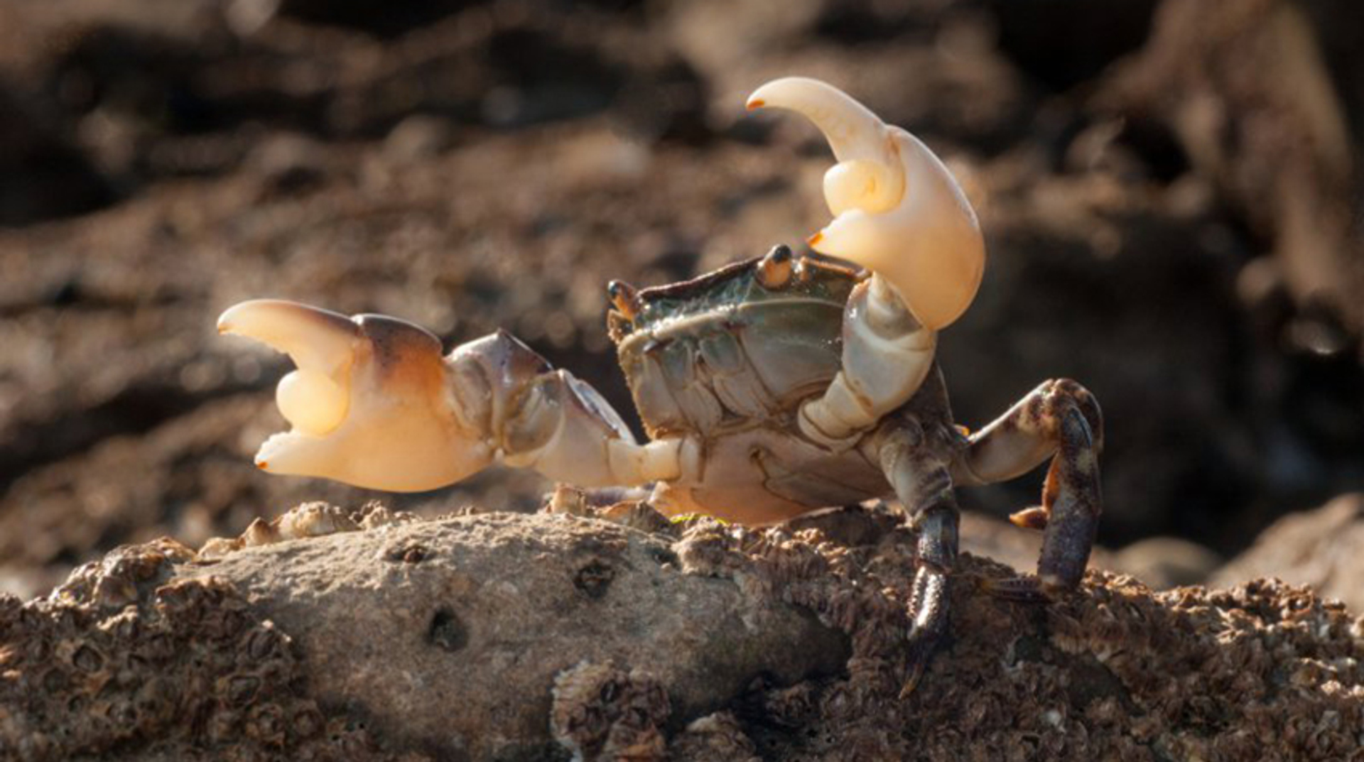 Blaasjeskrab_ReindertNijland NIET HERGEBRUIKEN