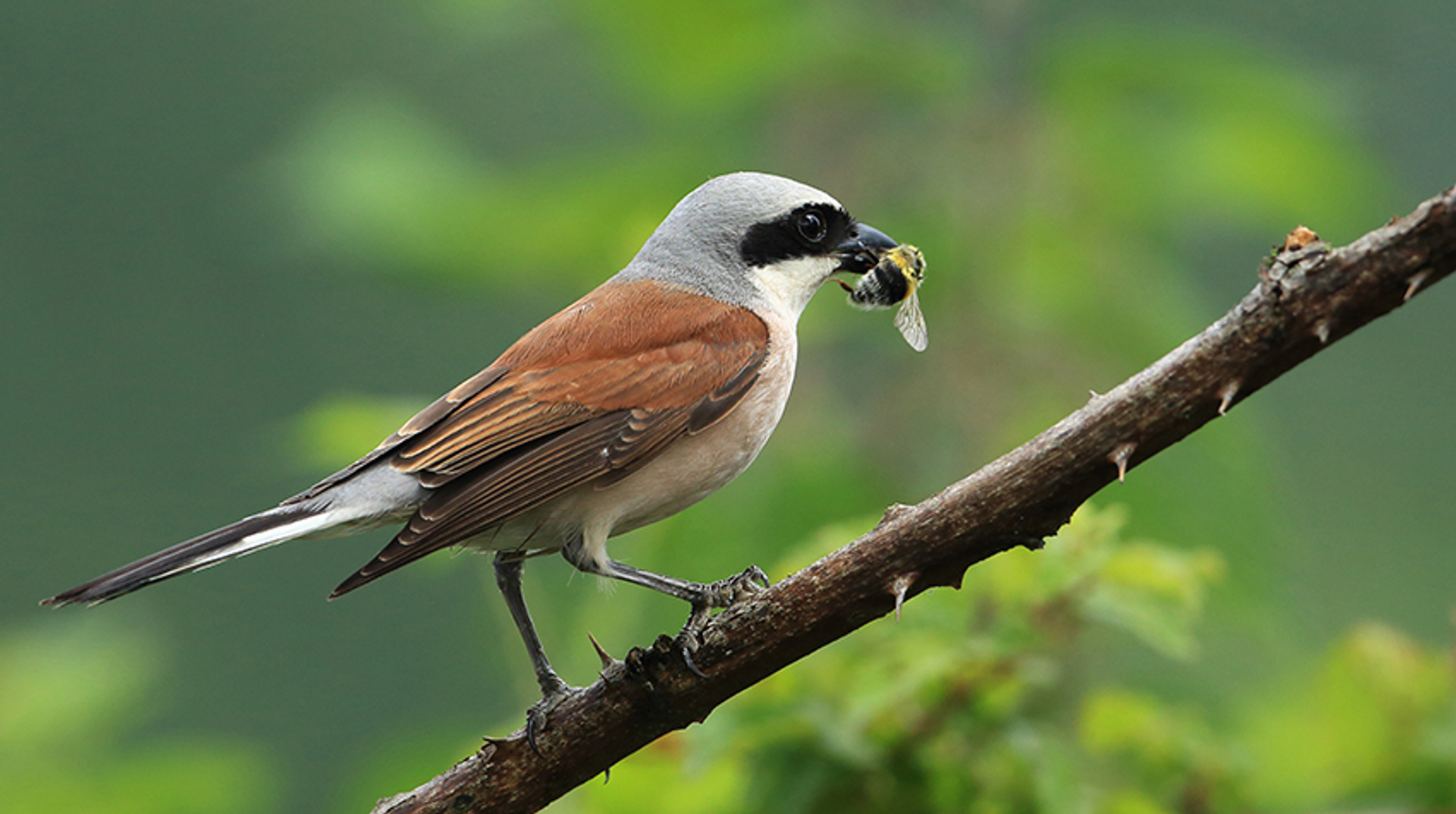grauwe klawier met bij kasteelheertje