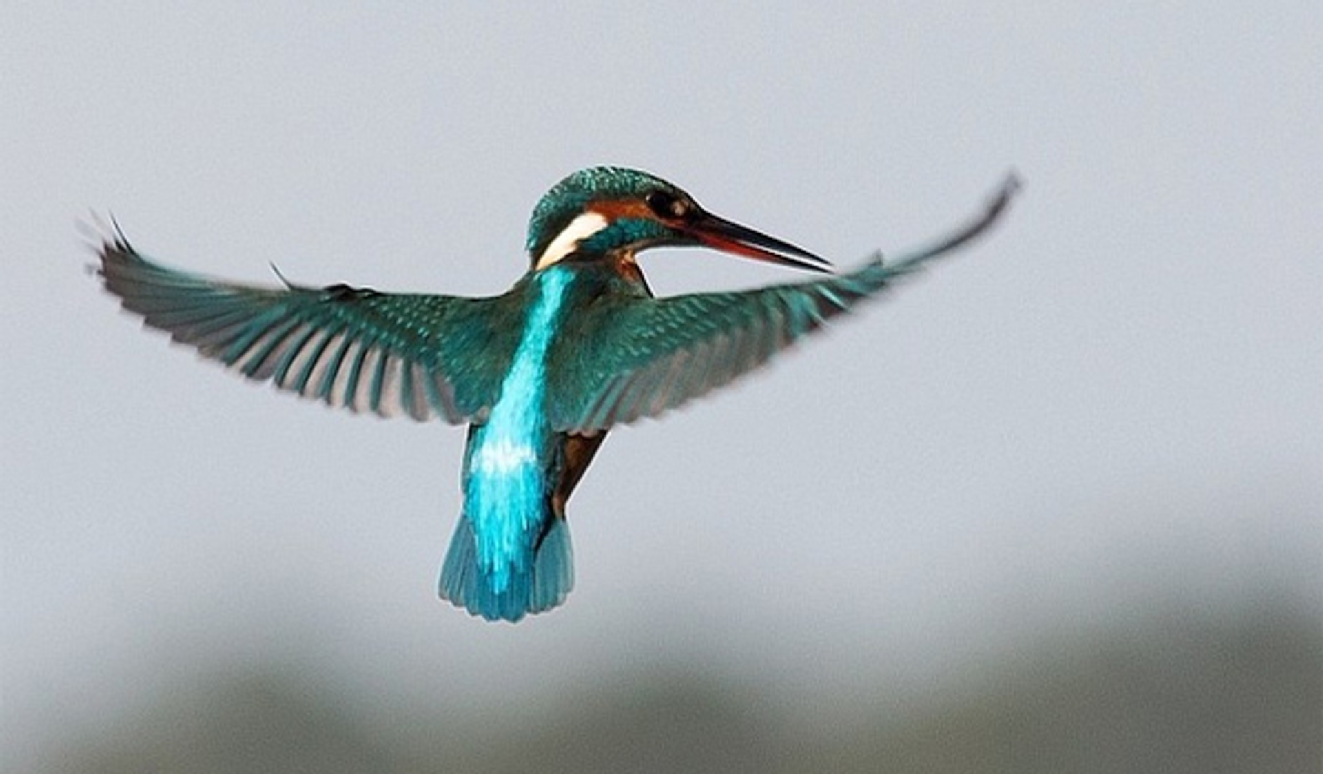 ijsvogel_BertSnijder