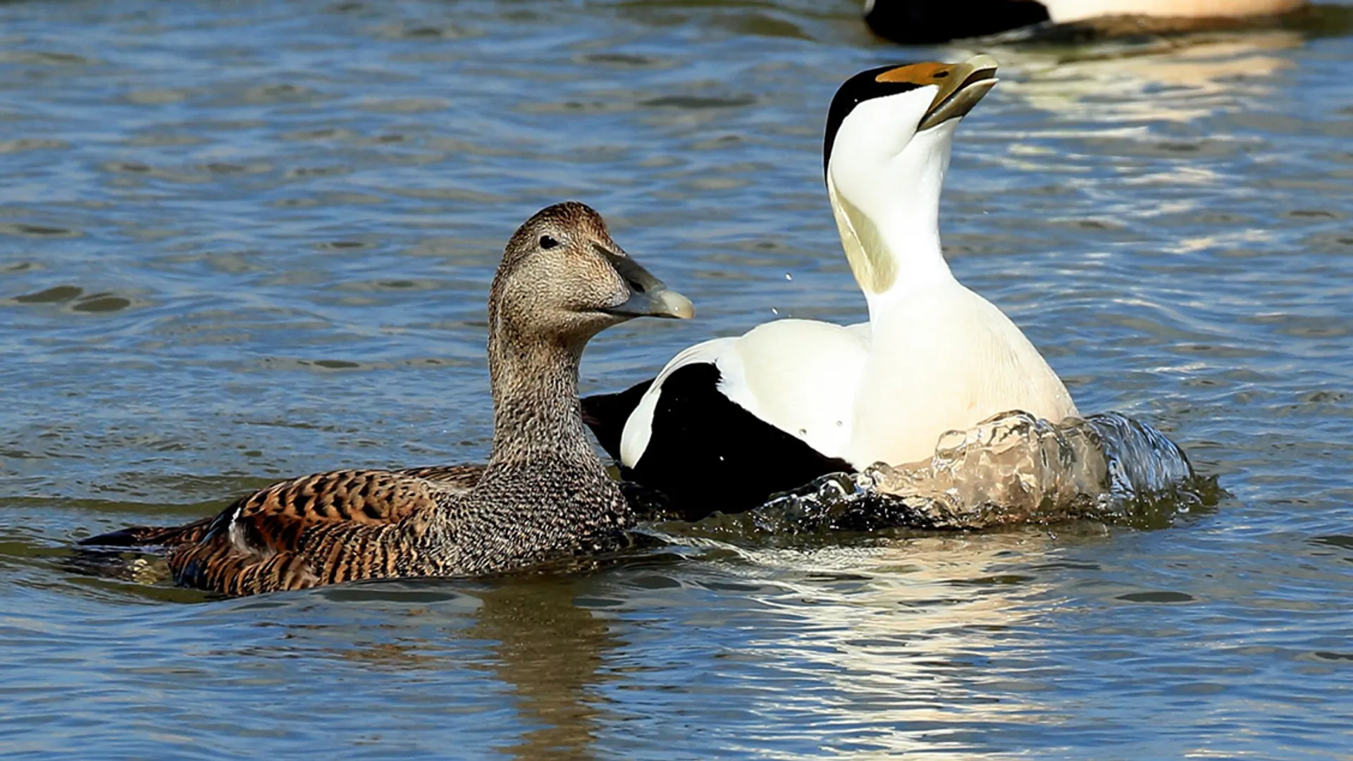Eider mannetjes omringen een vrouwtje - Vroege Vogels - BNNVARA