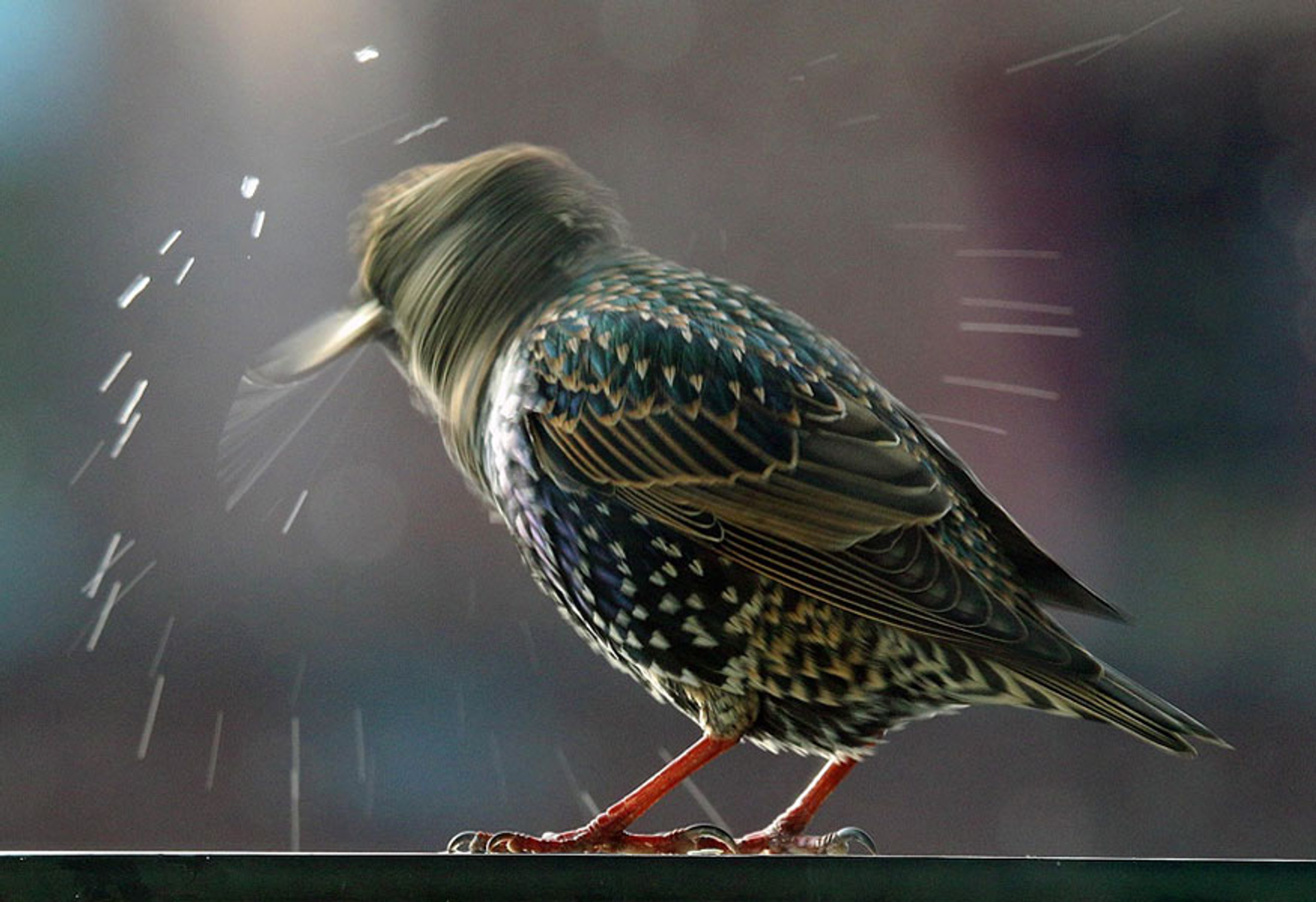 regen-spreeuw---Zomervogel