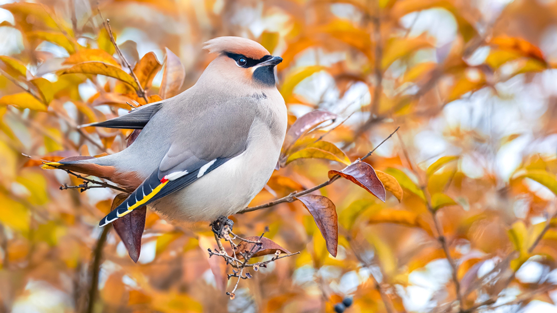 pestvogel