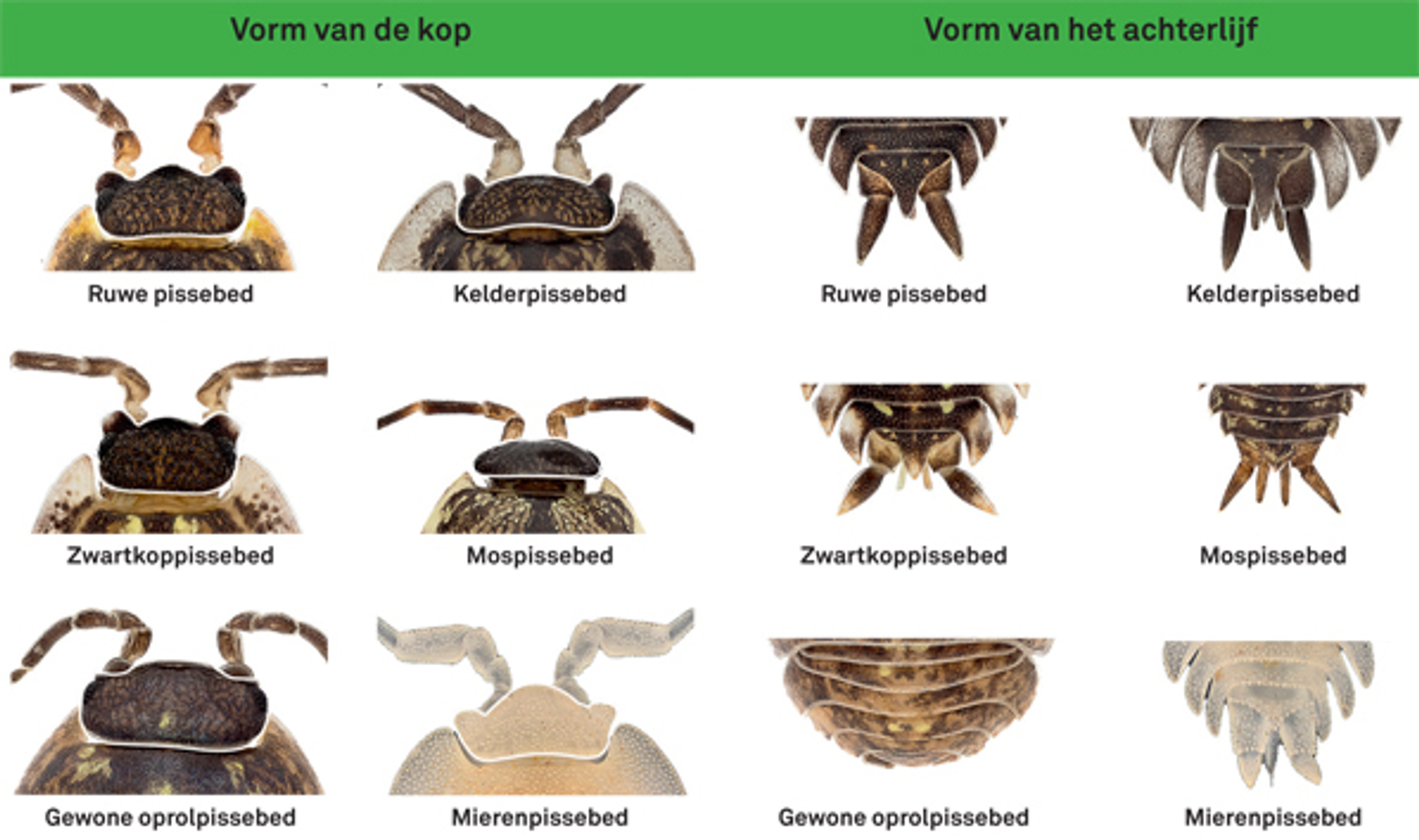 pissebeddenzoekkaart2