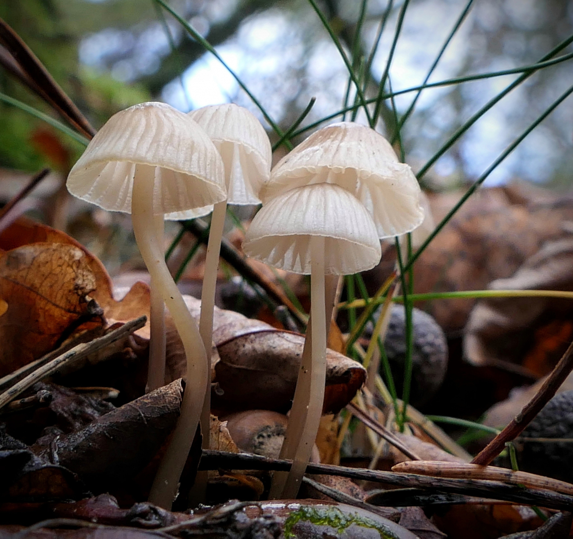 mycena