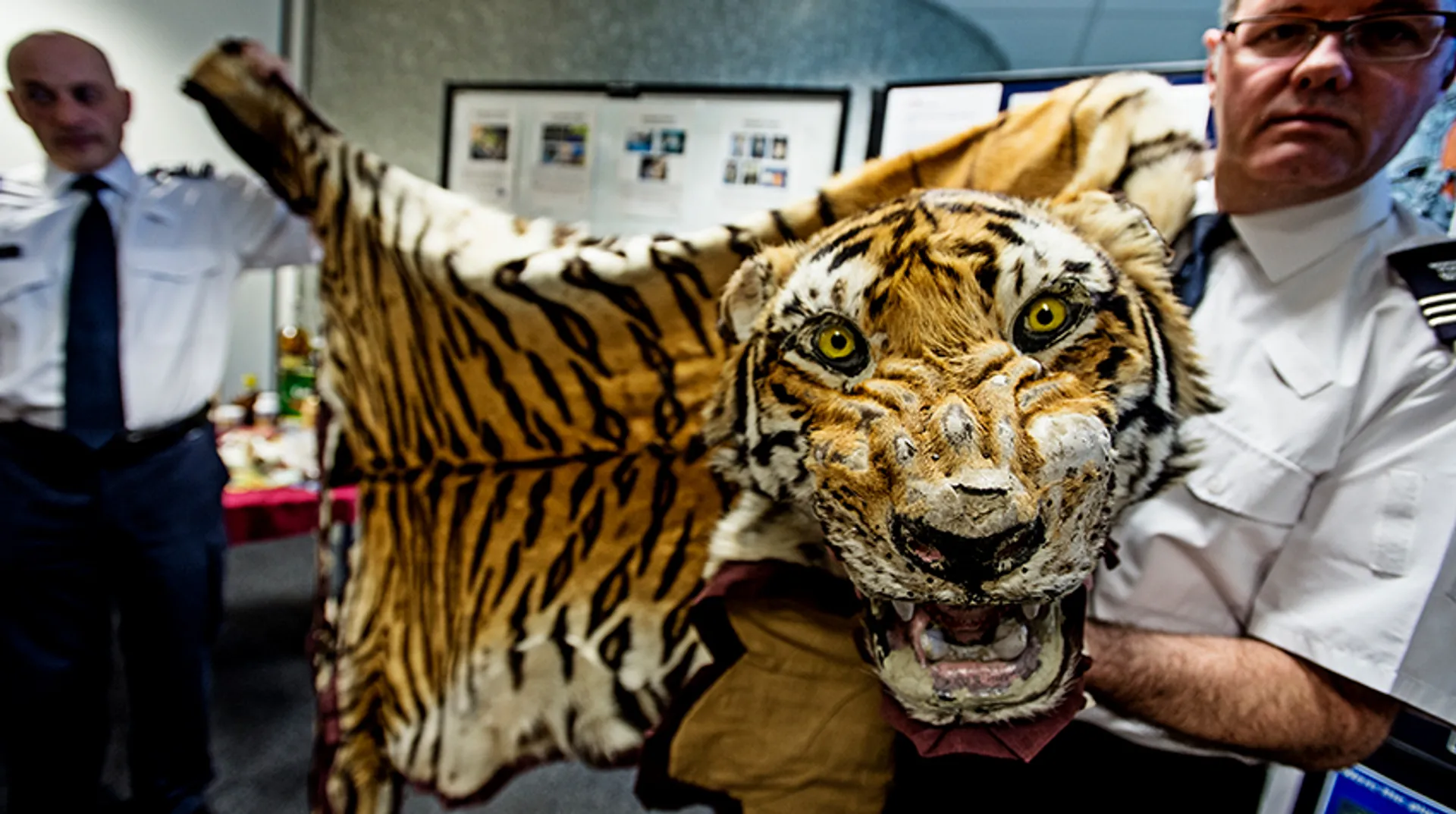 Inbeslagname-gesmokkeld-tijgervel-Heathrow-Airport-_WWF-UK-James-Morgan
