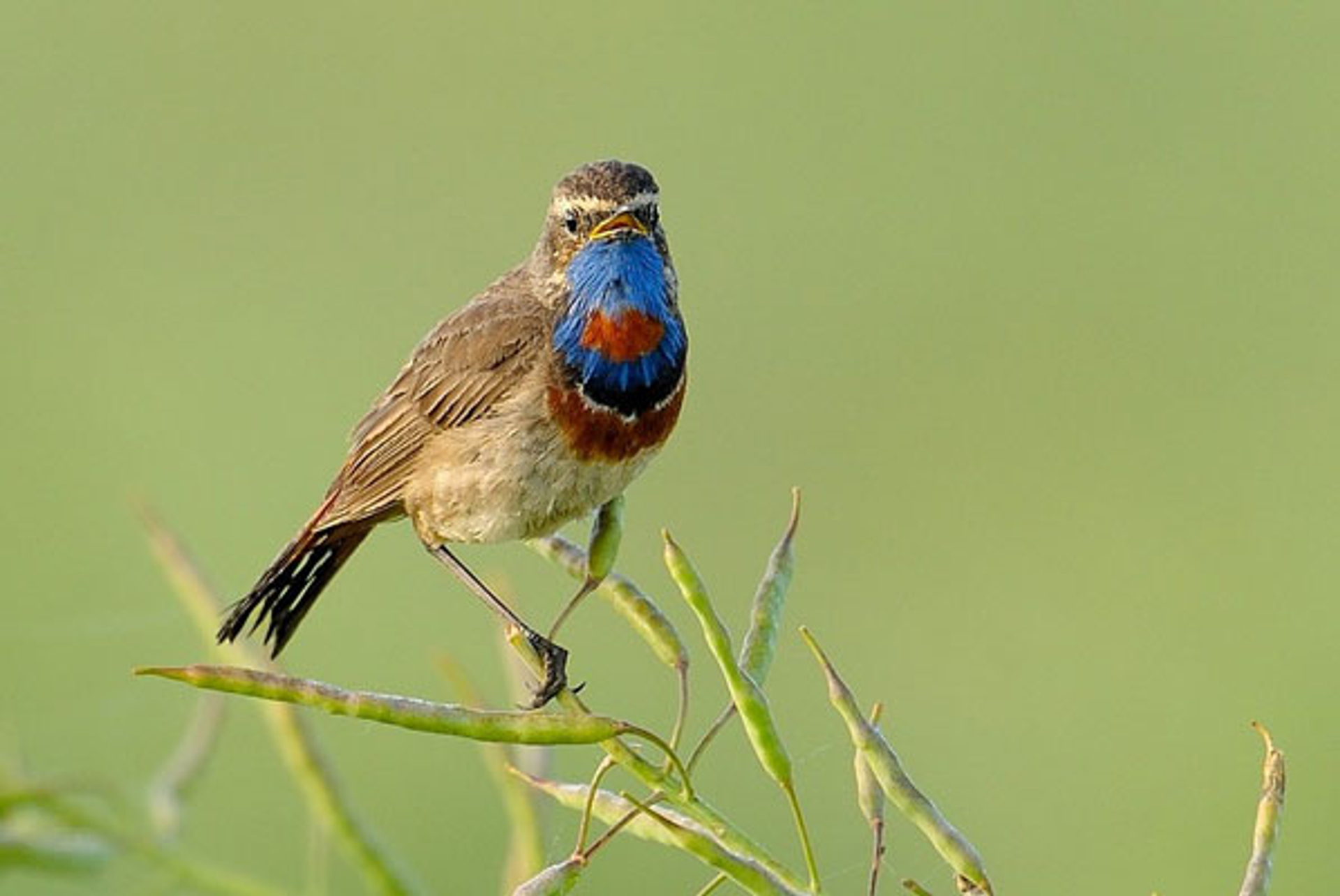 blauwborst-antonkuiper