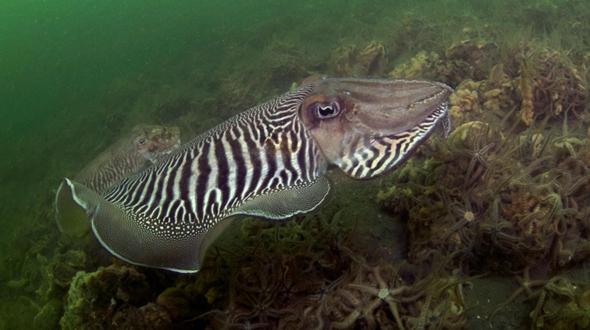 sepias-Oosterschelde_MarionHaarsma