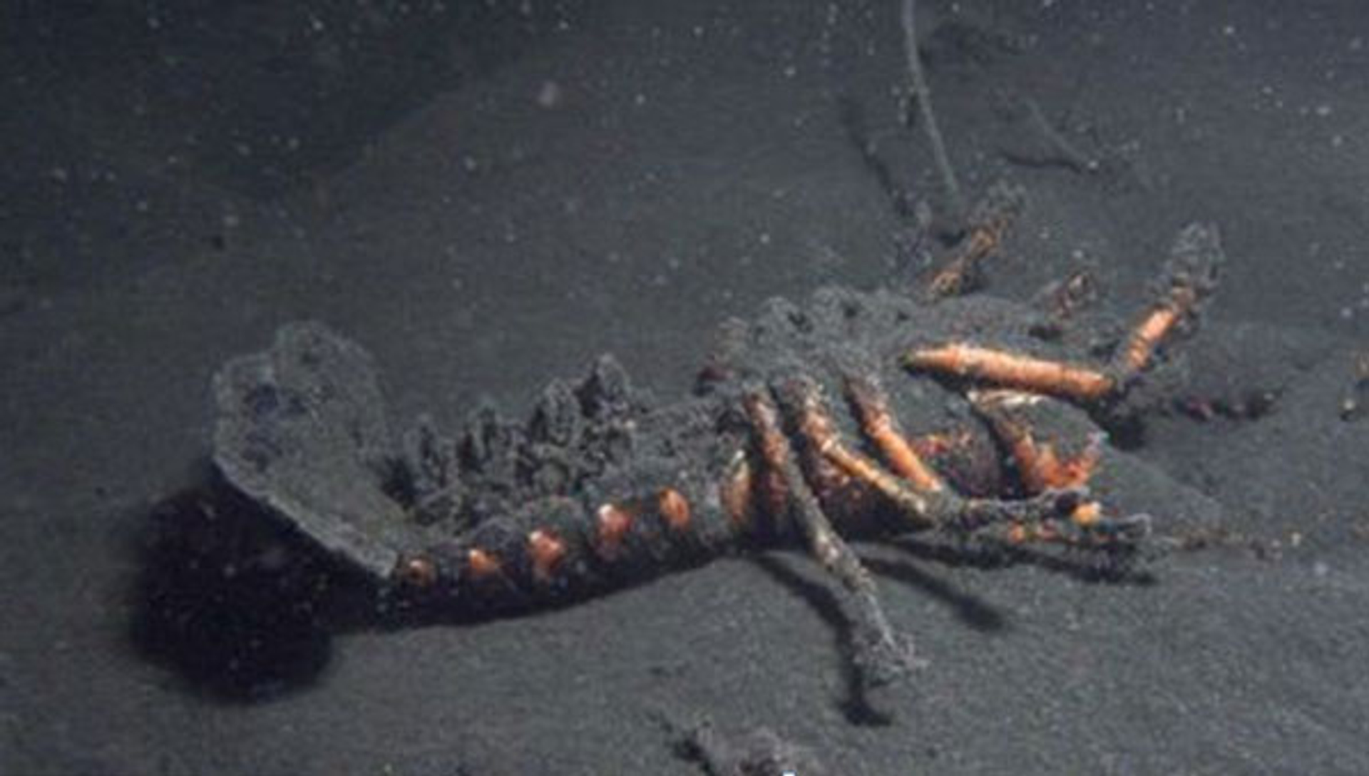 dodekreeft_BasvanderSanden