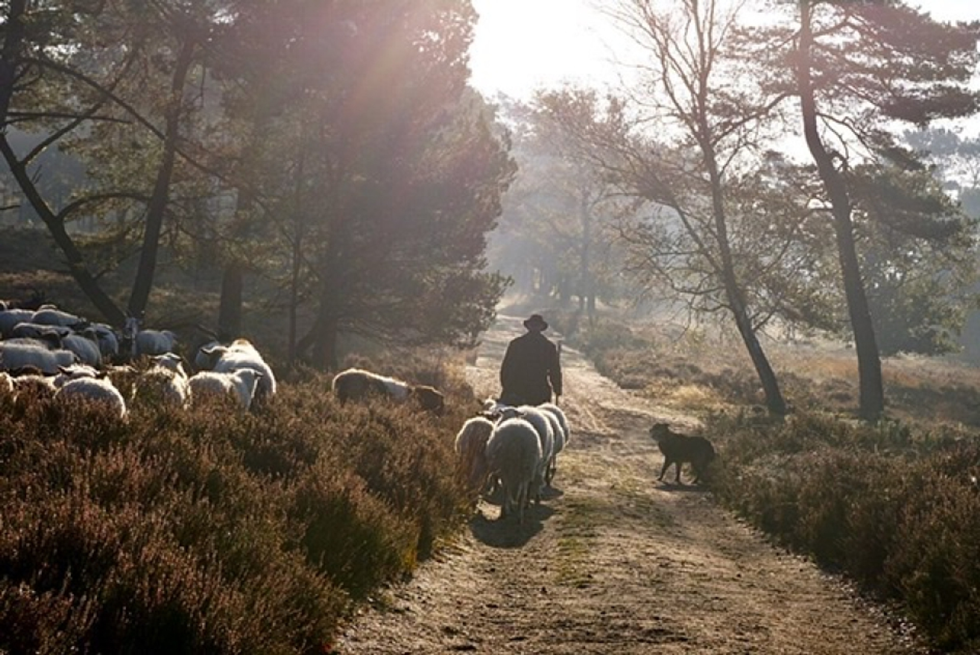 schaapherder_op_de_tongerens_heide_617f983ece8c6_medium