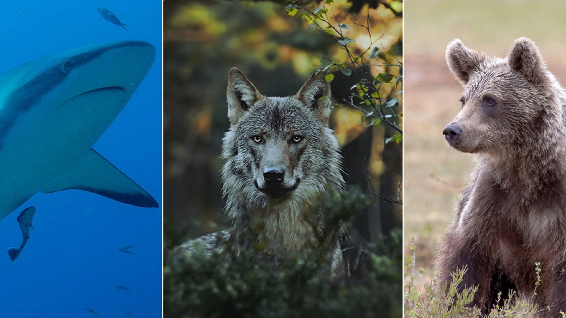 Afbeelding van Mens steeds vaker in conflict met wilde dieren
