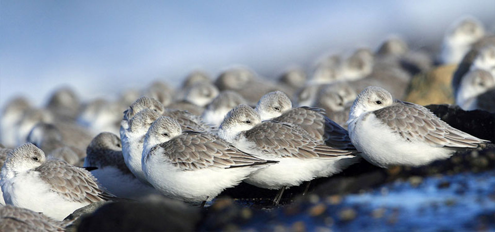 Drieteenstrandlopers