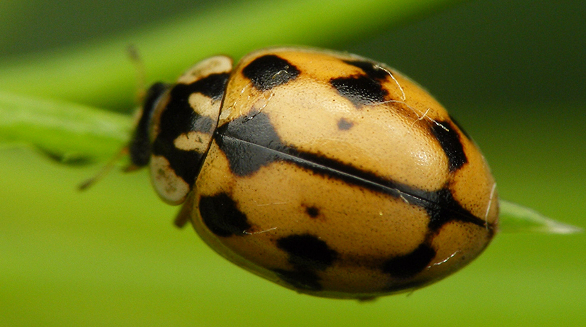 Zwartstreeplieveheersbeestje_arpkruithof