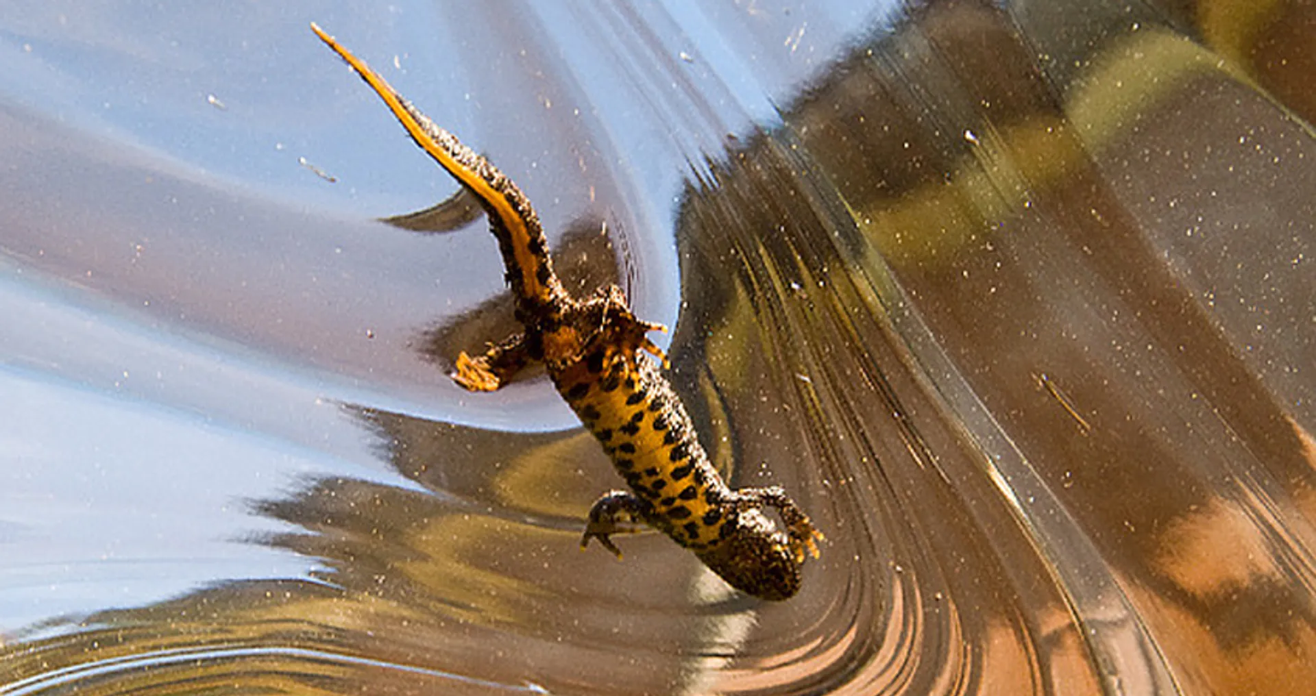 Kleine watersalamander