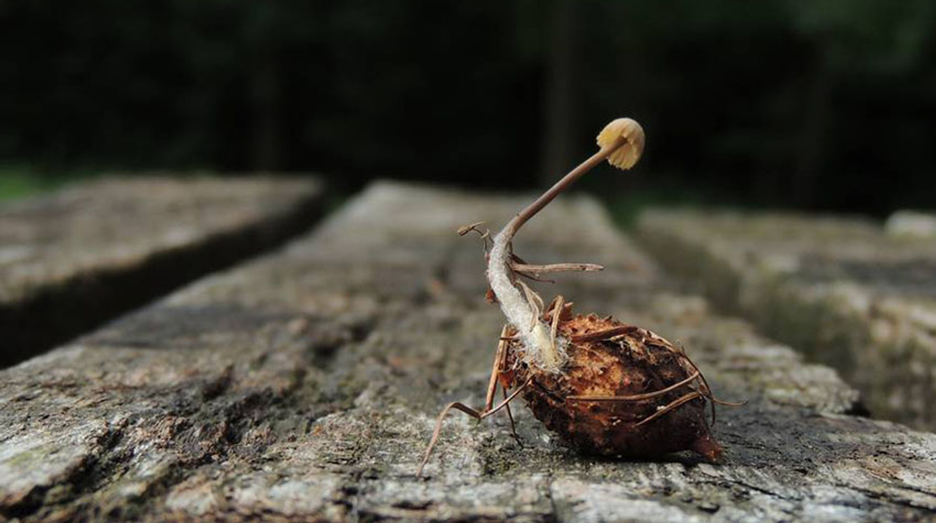 beukennoot mycena