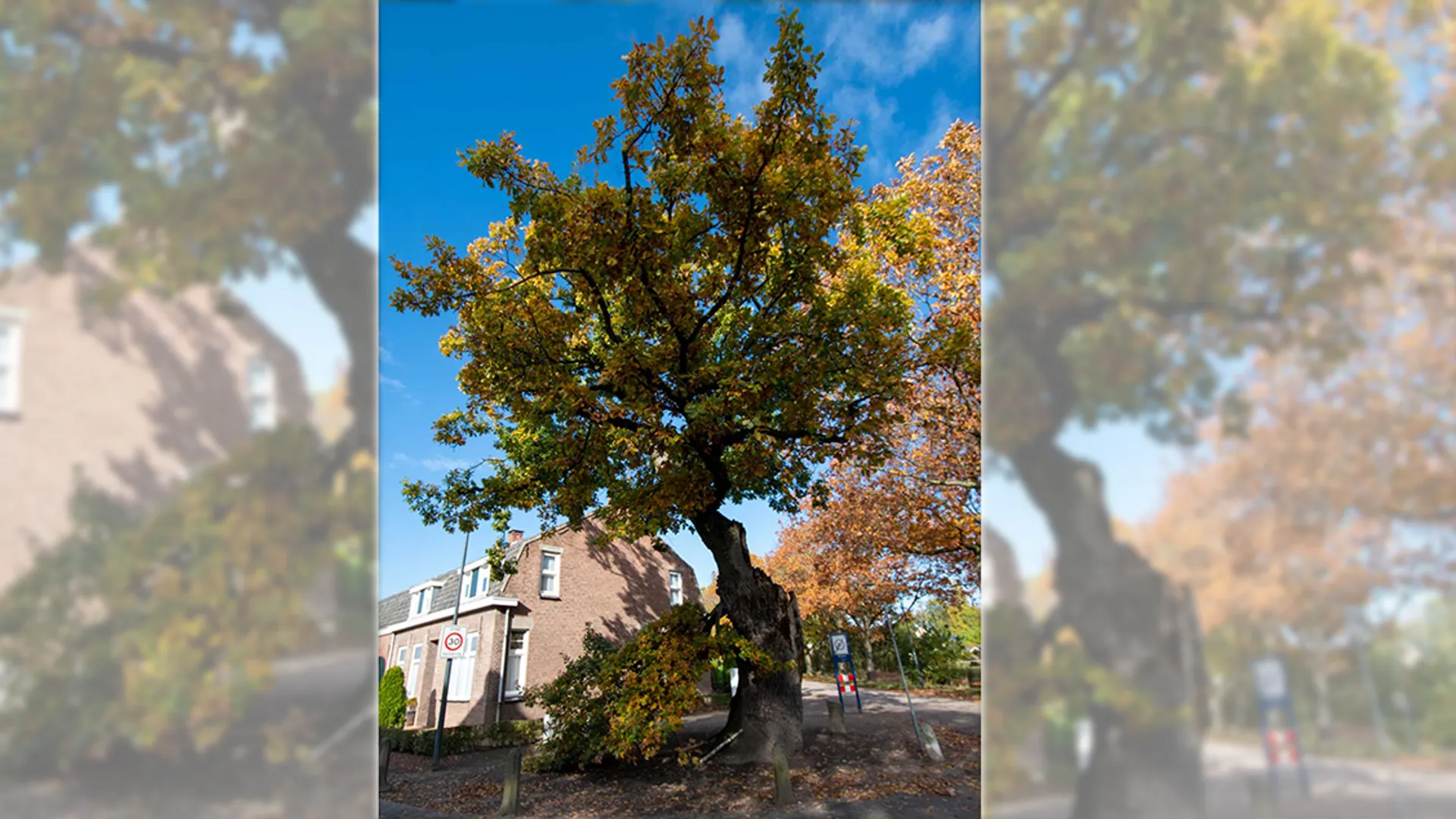 Is De Heilige Eik van Den Hout toch de oudste van Nederland?