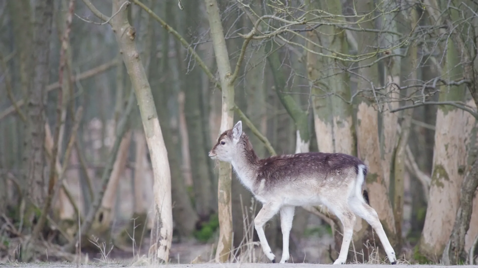 Minder damherten, meer biodiversiteit