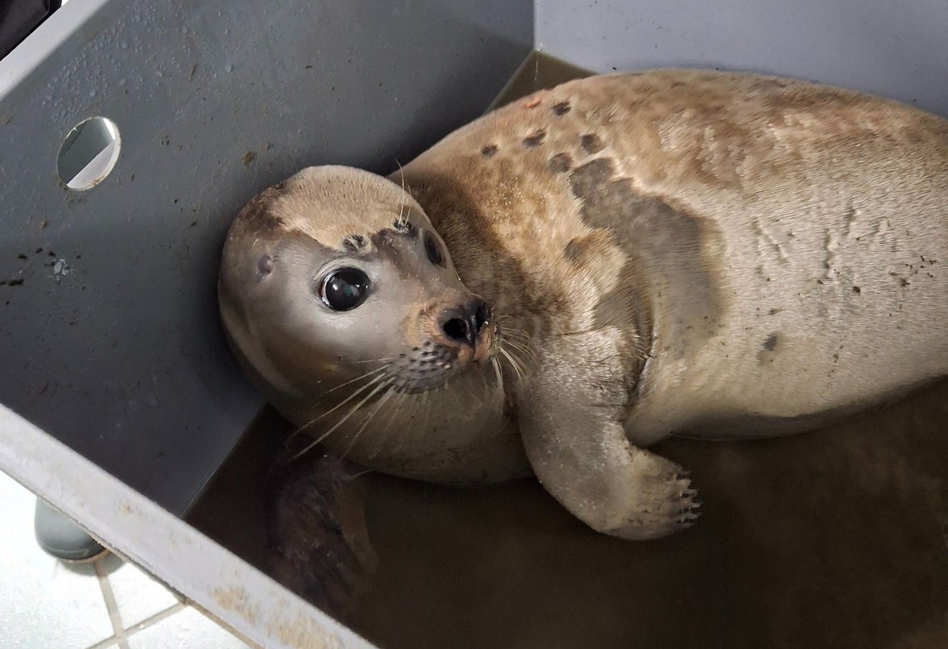 zeehond