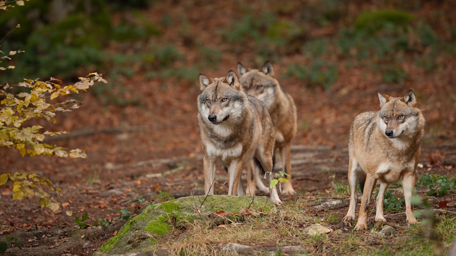 Il lupo ha un impatto sulla natura in modi inaspettati: i mattinieri