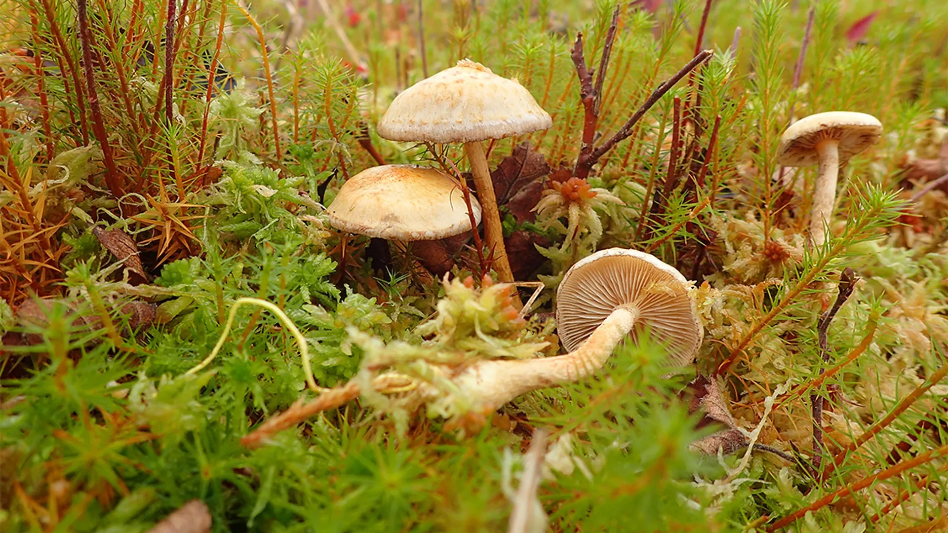 Zeldzame paddenstoel herontdekt in het Amsterdamse Bos - Vroege Vogels