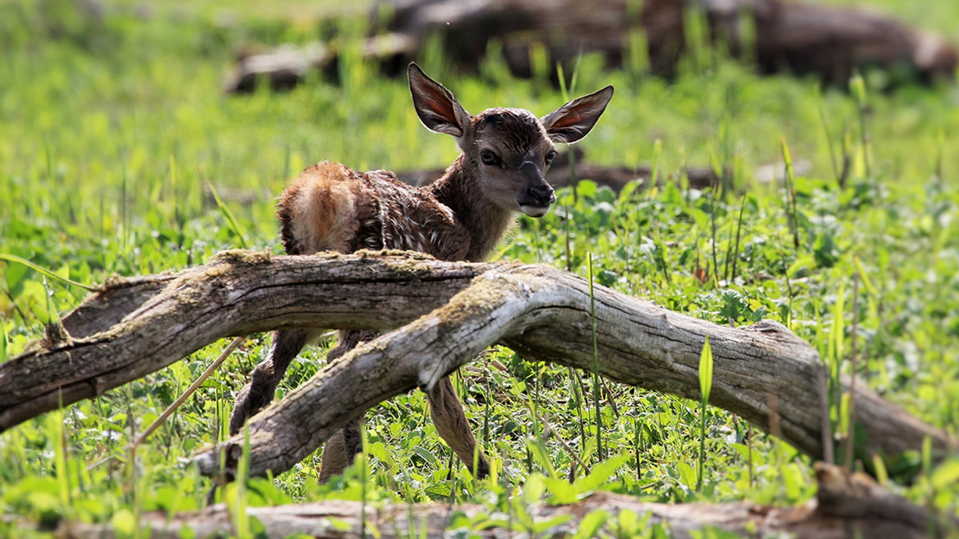 Staatsbosbeheer: Overschot grote grazers in Oostvaardersplassen