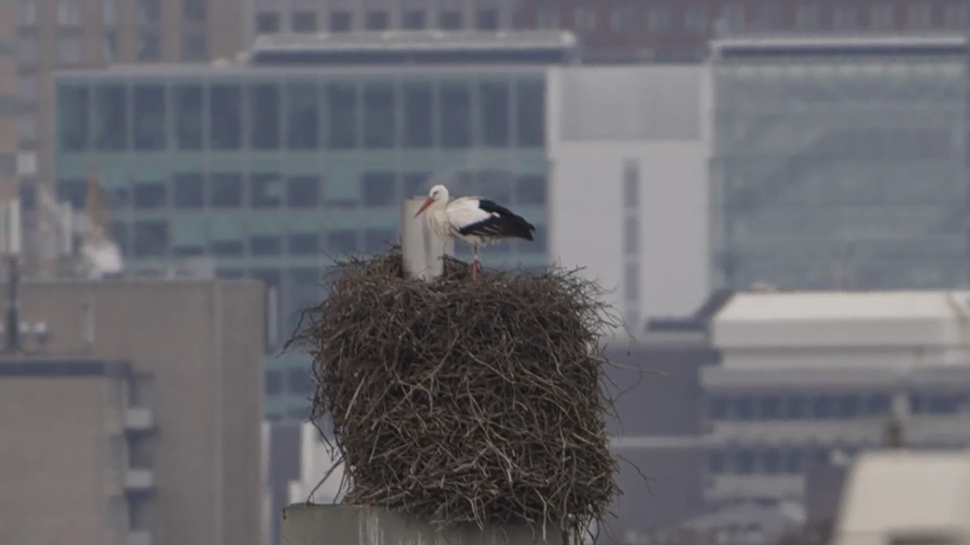 Ooievaar op flats en Ridderzaal