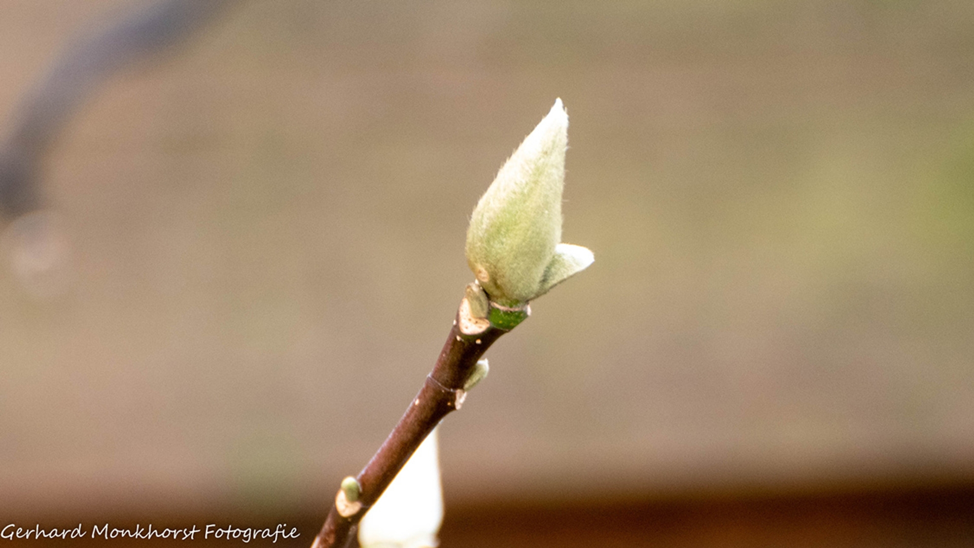 vroege-magnolia