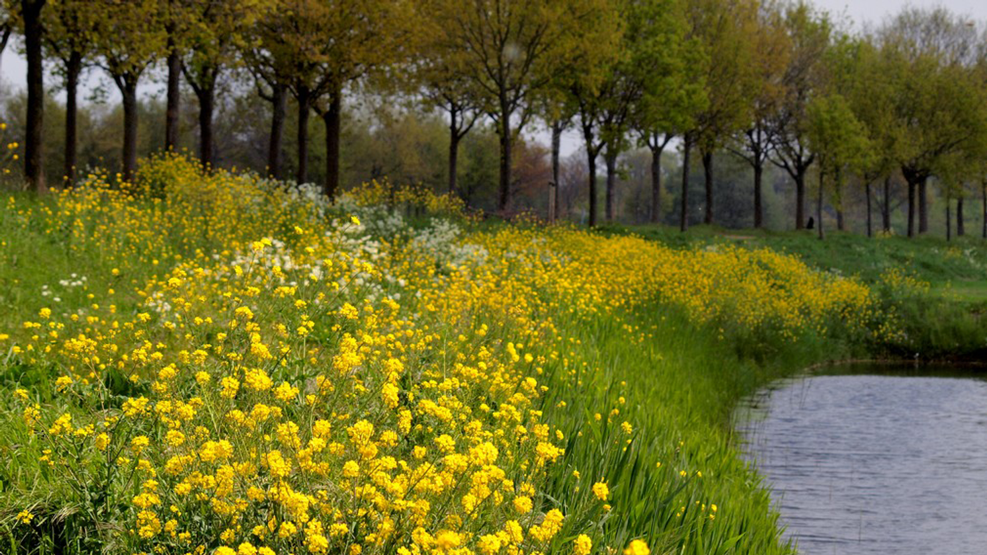 Afbeelding van Biodiversiteitsdashboard geeft alarmerende resultaten