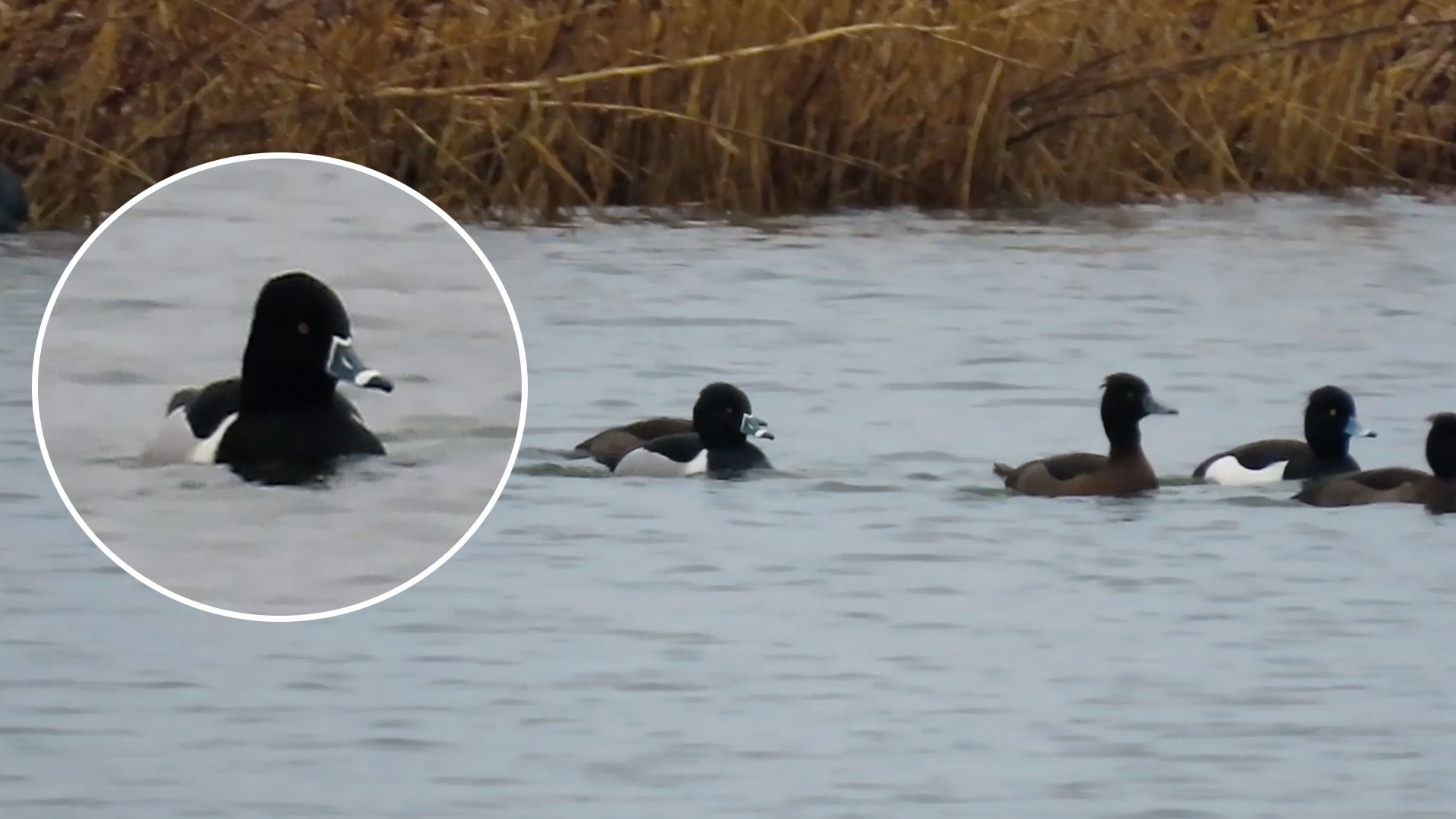 Zeldzame Ringsnaveleend Zwemt In Nederland Vroege Vogels Bnnvara