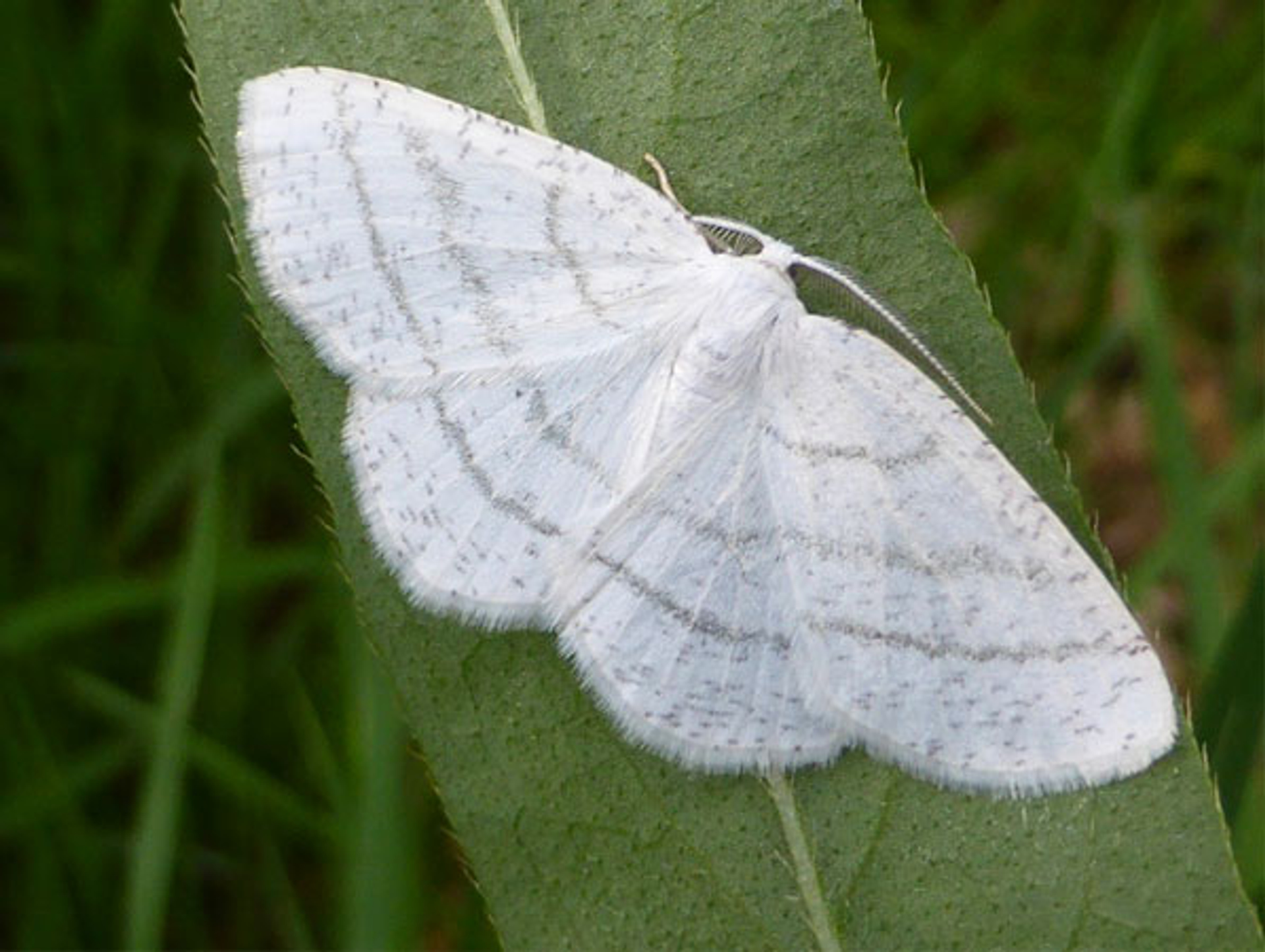 witte-grijsbandspanner