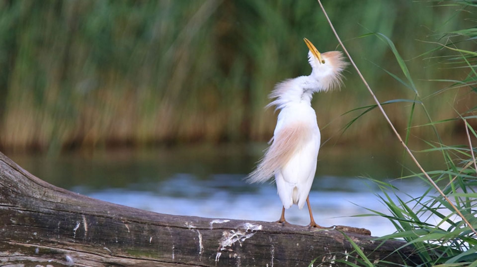 koereiger---brenneberry