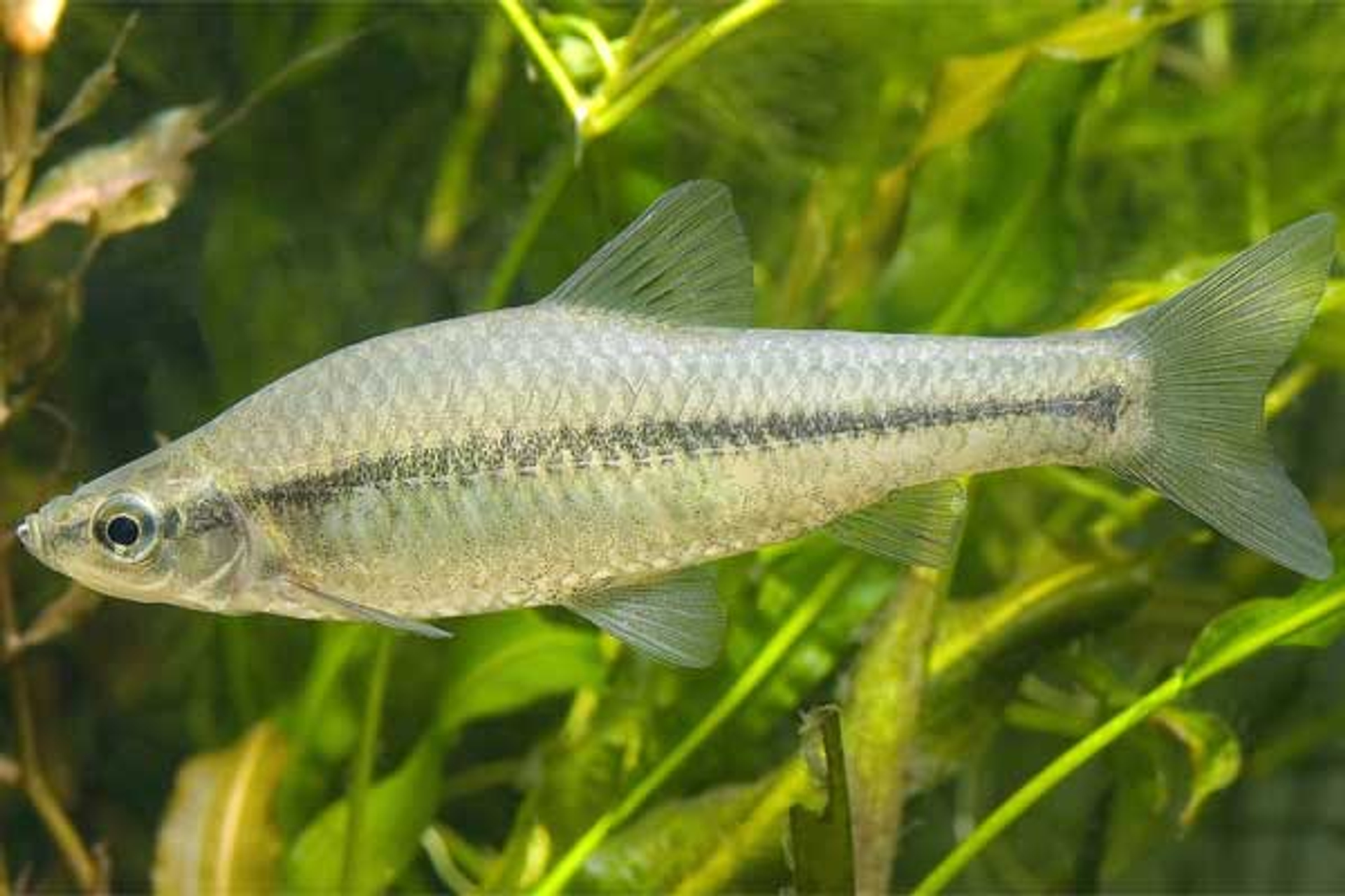 blauwband