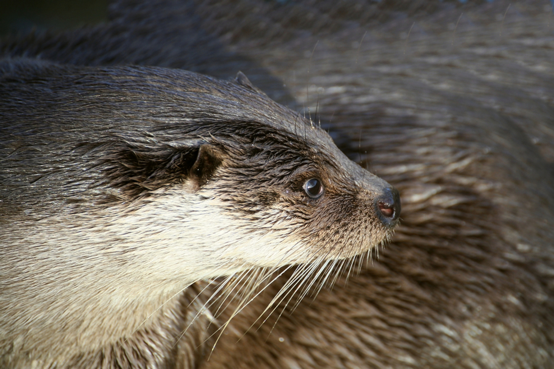 otter vacht