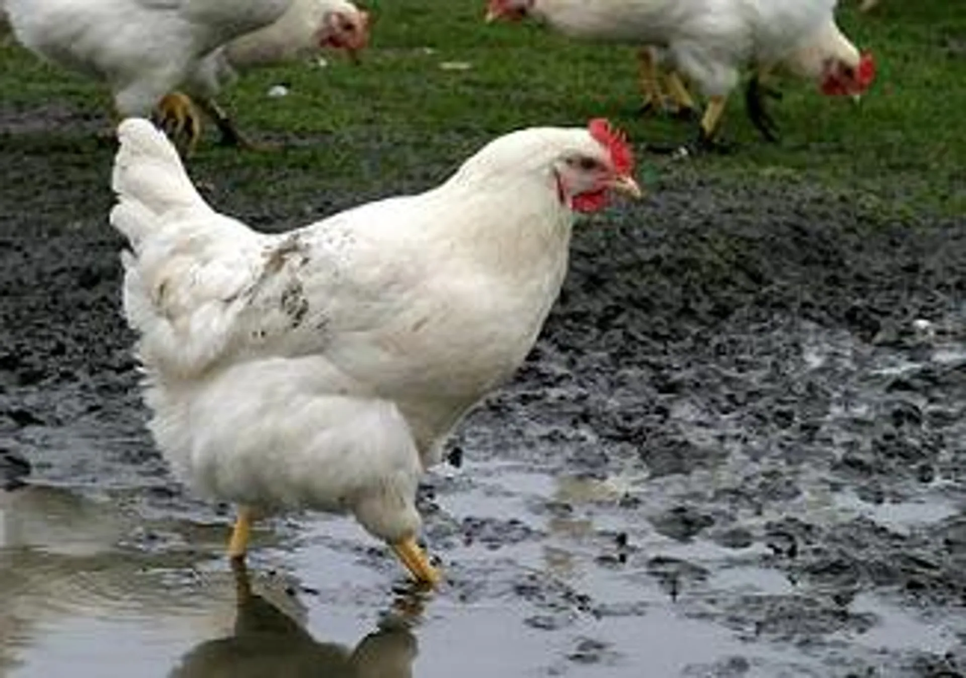 Vogelgriep op pluimveebedrijf in Creil