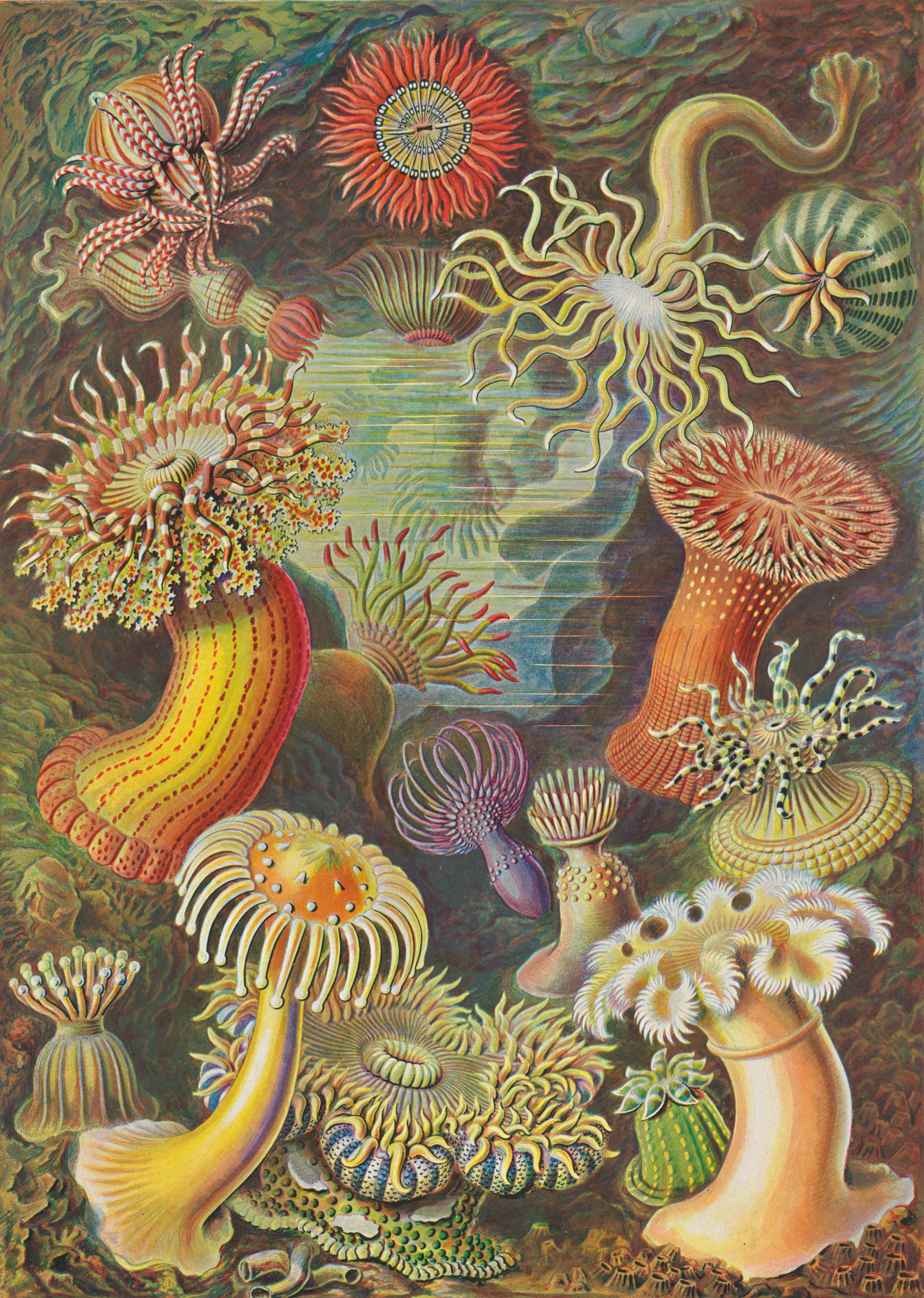 Haeckel_087