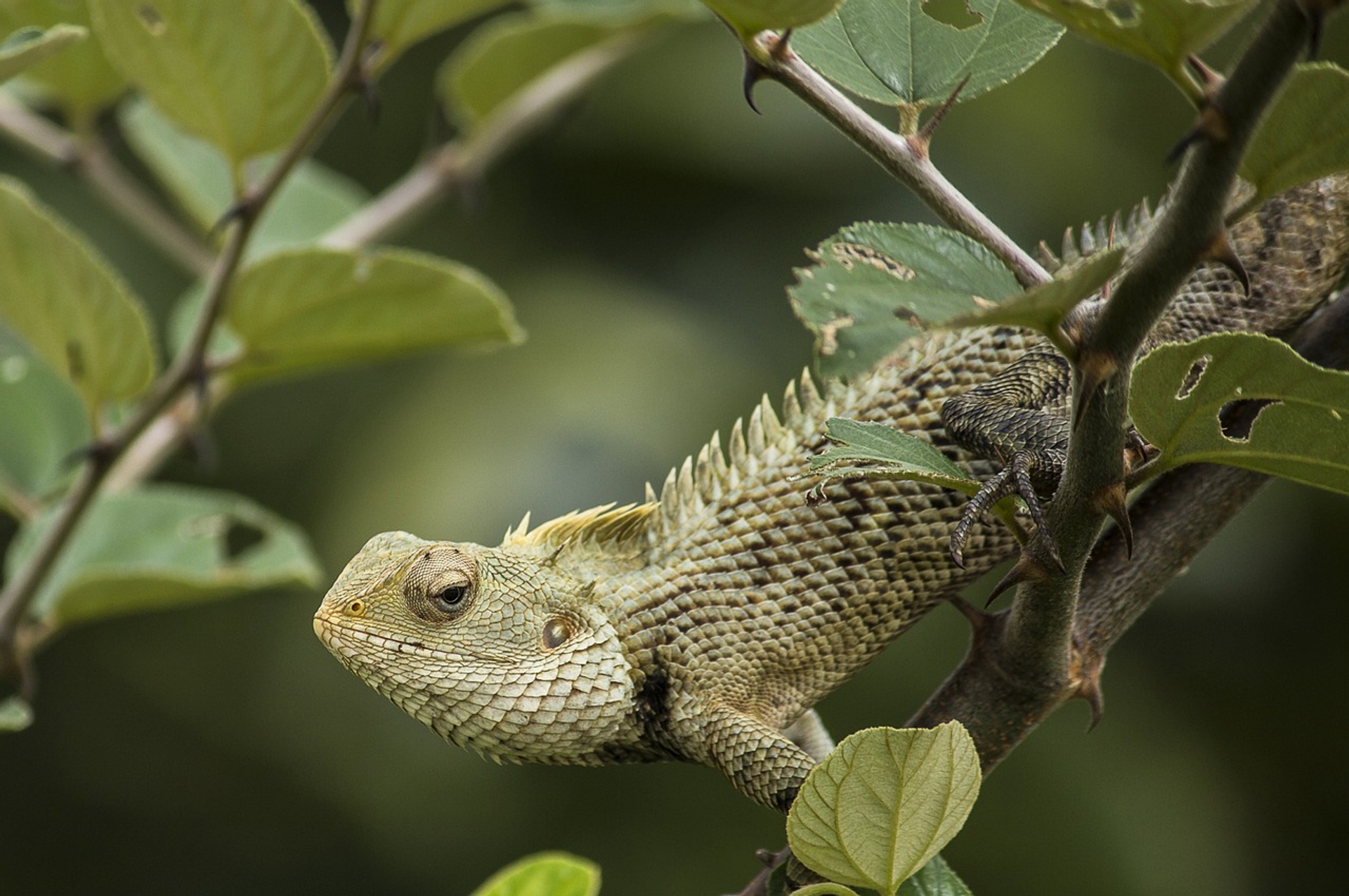 Afbeelding van WWF: Wereldwijde dierenpopulaties in halve eeuw met 73% gekrompen