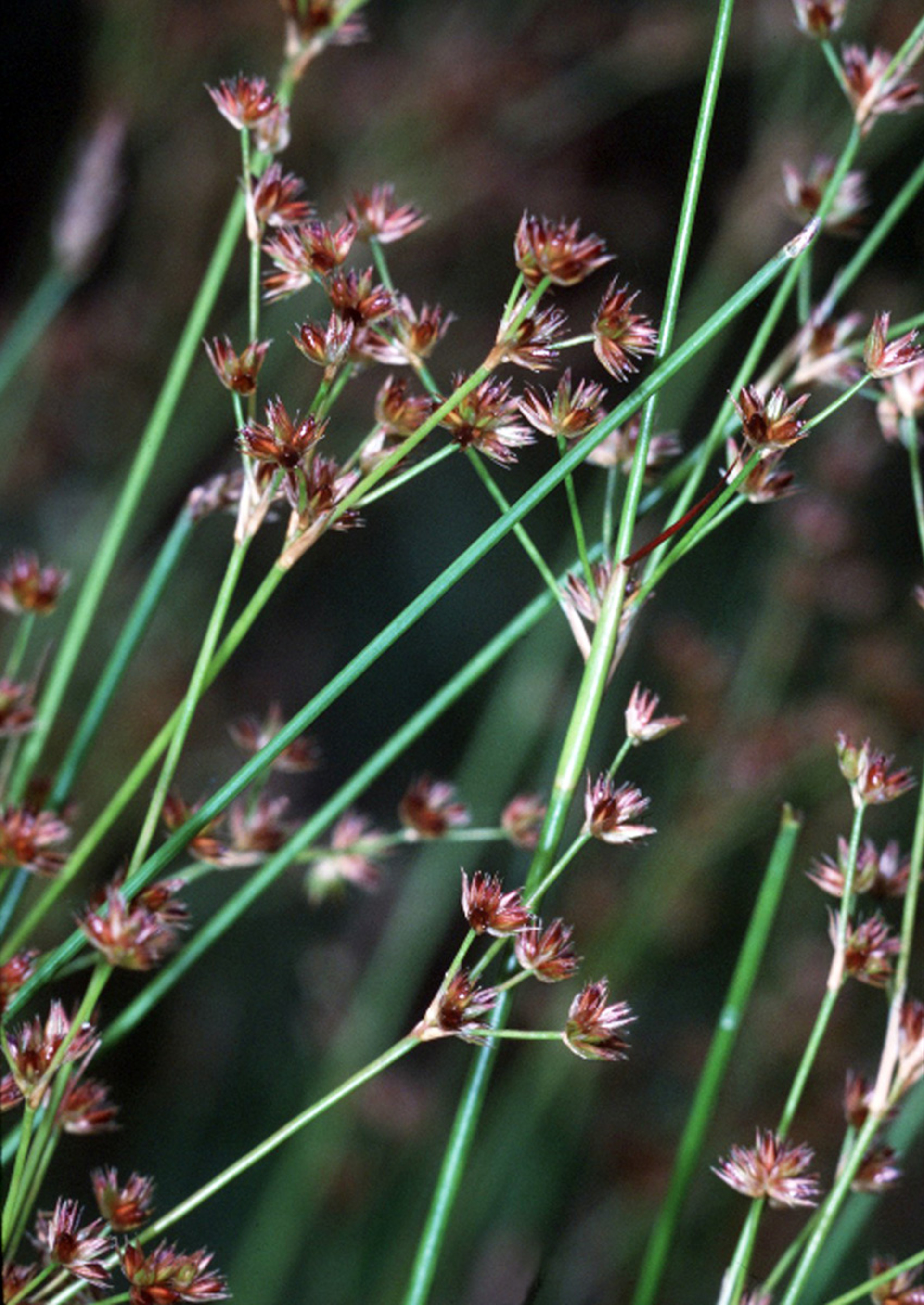 Amerikaanse rus Juncus acuminatus groot