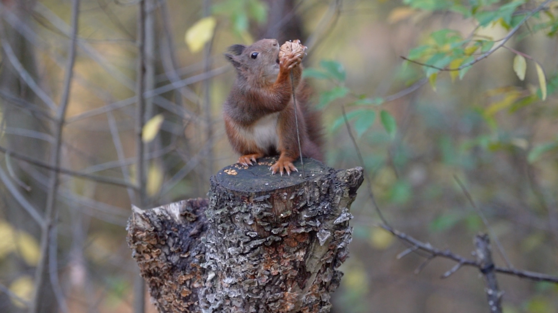 eekhoorn en walnoot voor website