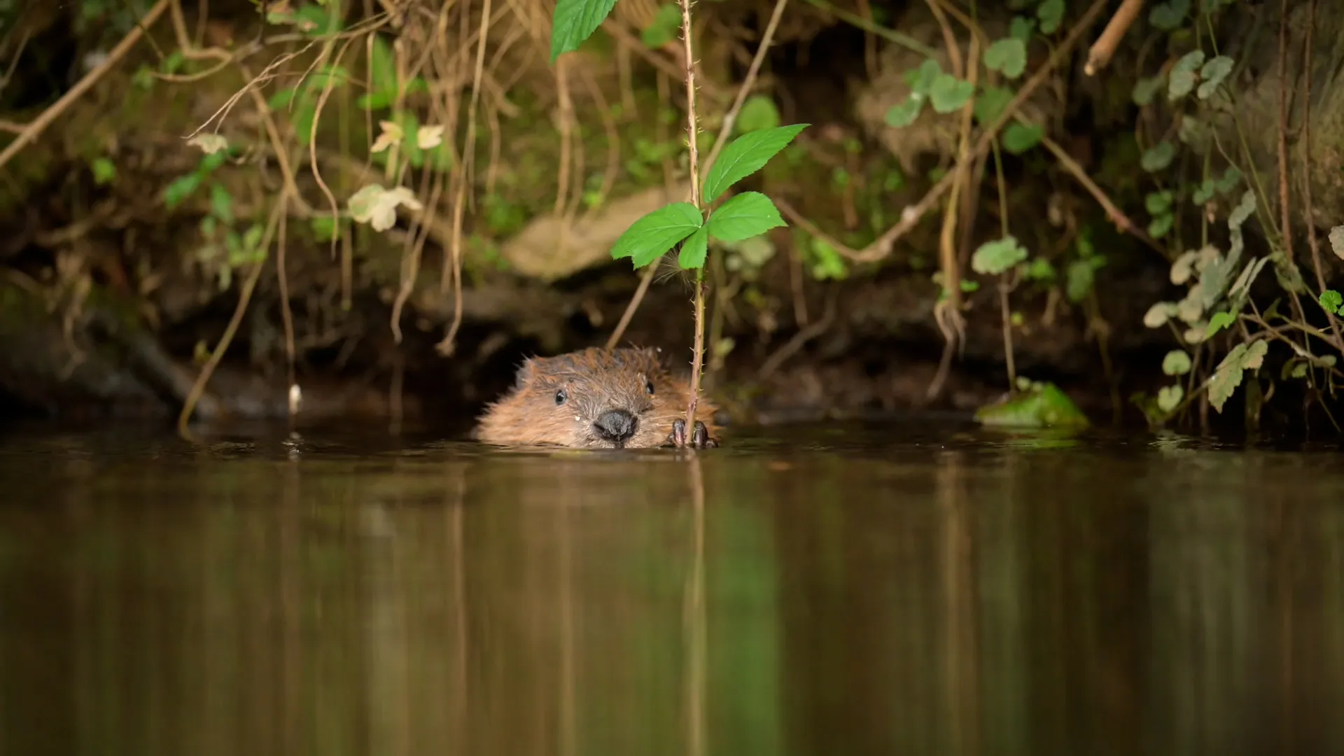 Kans op wateroverlast in Hoeksche Waard door gravende bevers