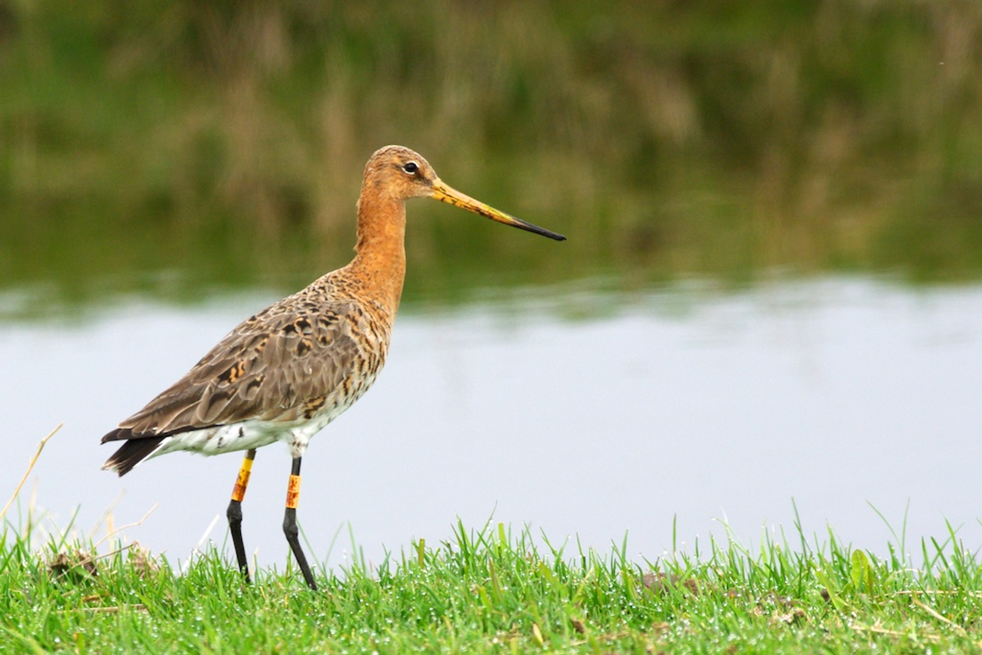 Nationale vogel in vrije val
