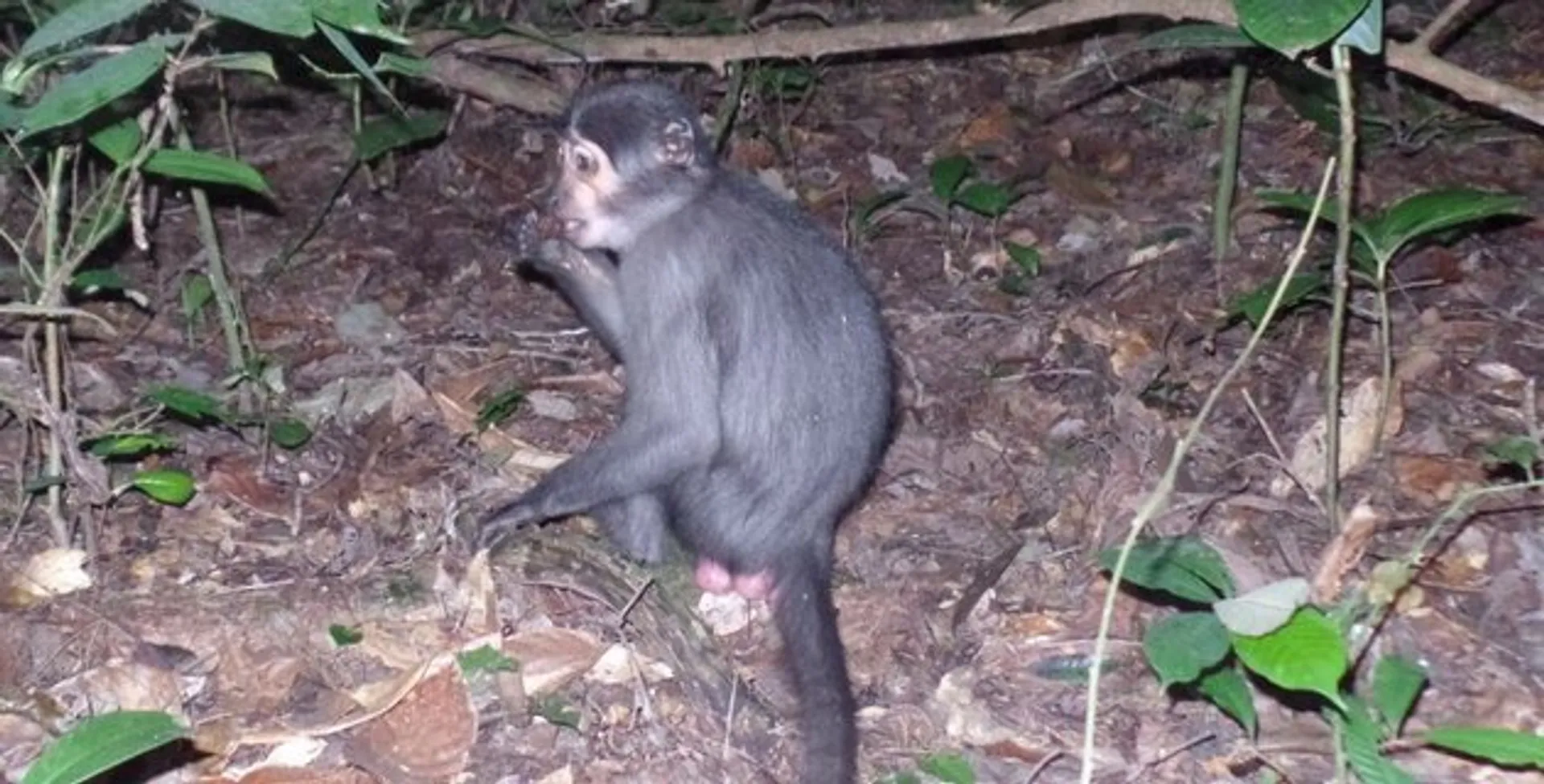 Afbeelding van Mangabey-aap maakt ingewikkelde keuzes