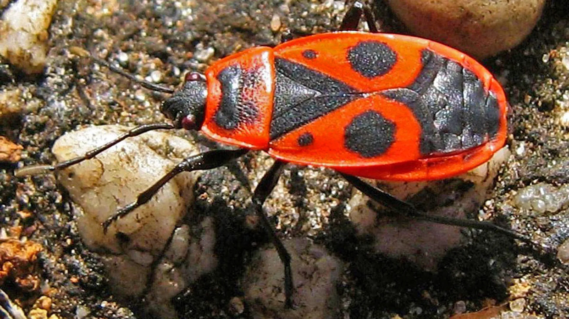 vuurwants_68151c27f3.jpg