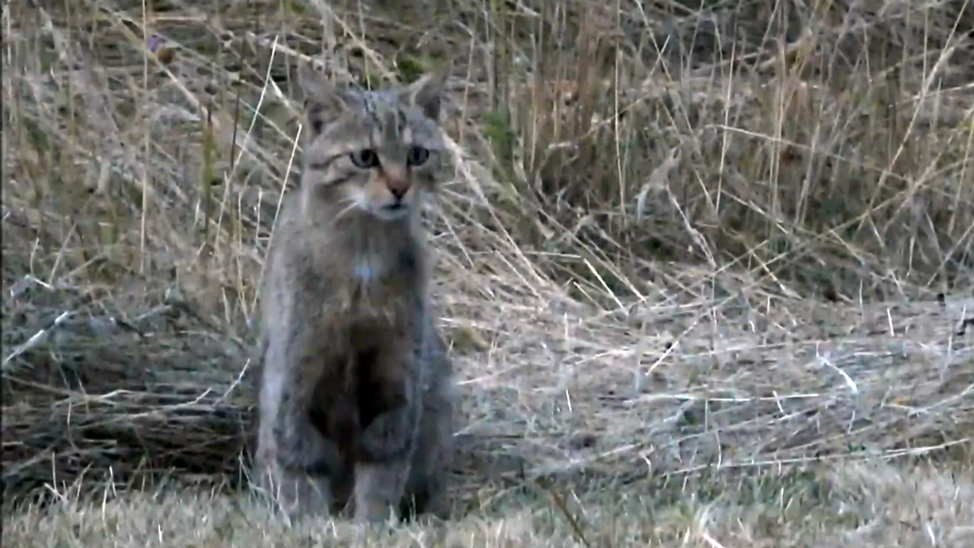 Afbeelding van Wilde kat, Peter Berx, duurzame landbouw en overige onderwerpen