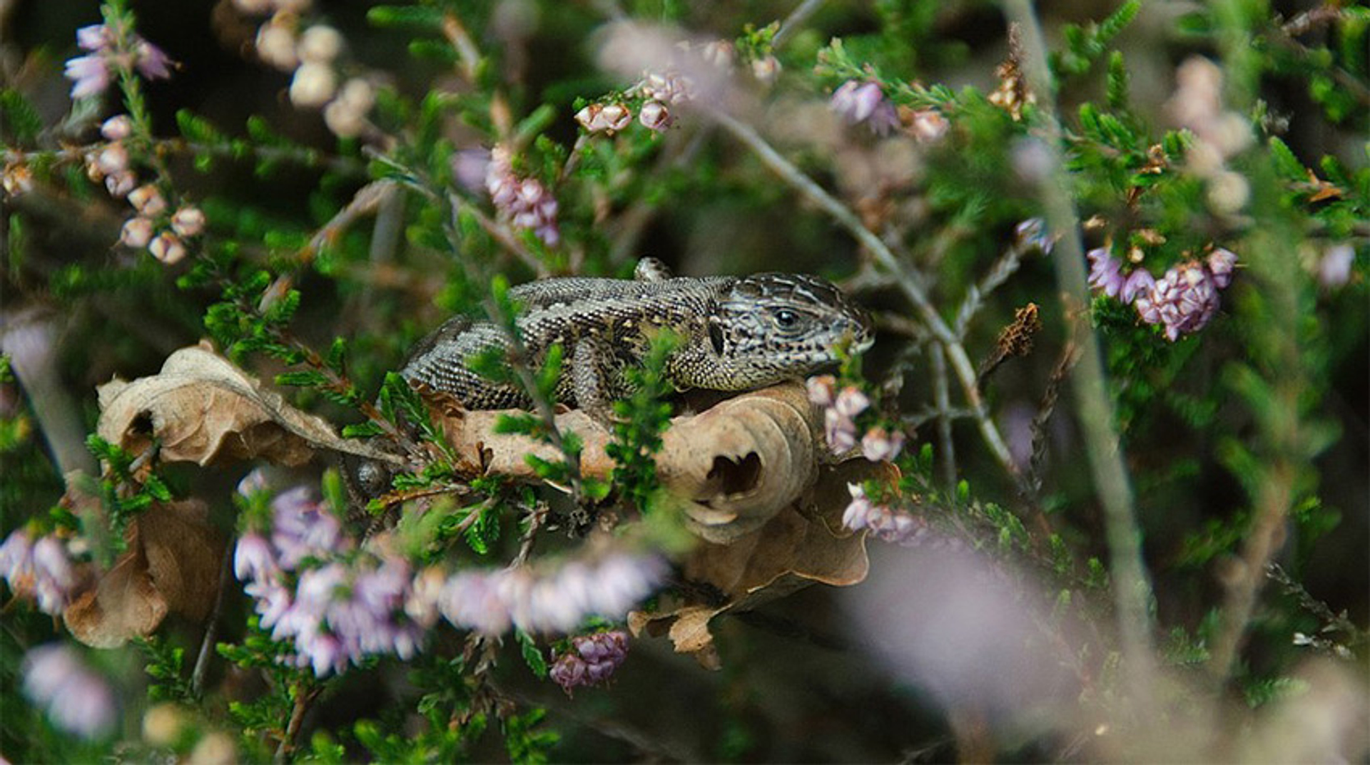 zandhagedis_Fotograafhanswildeboer1