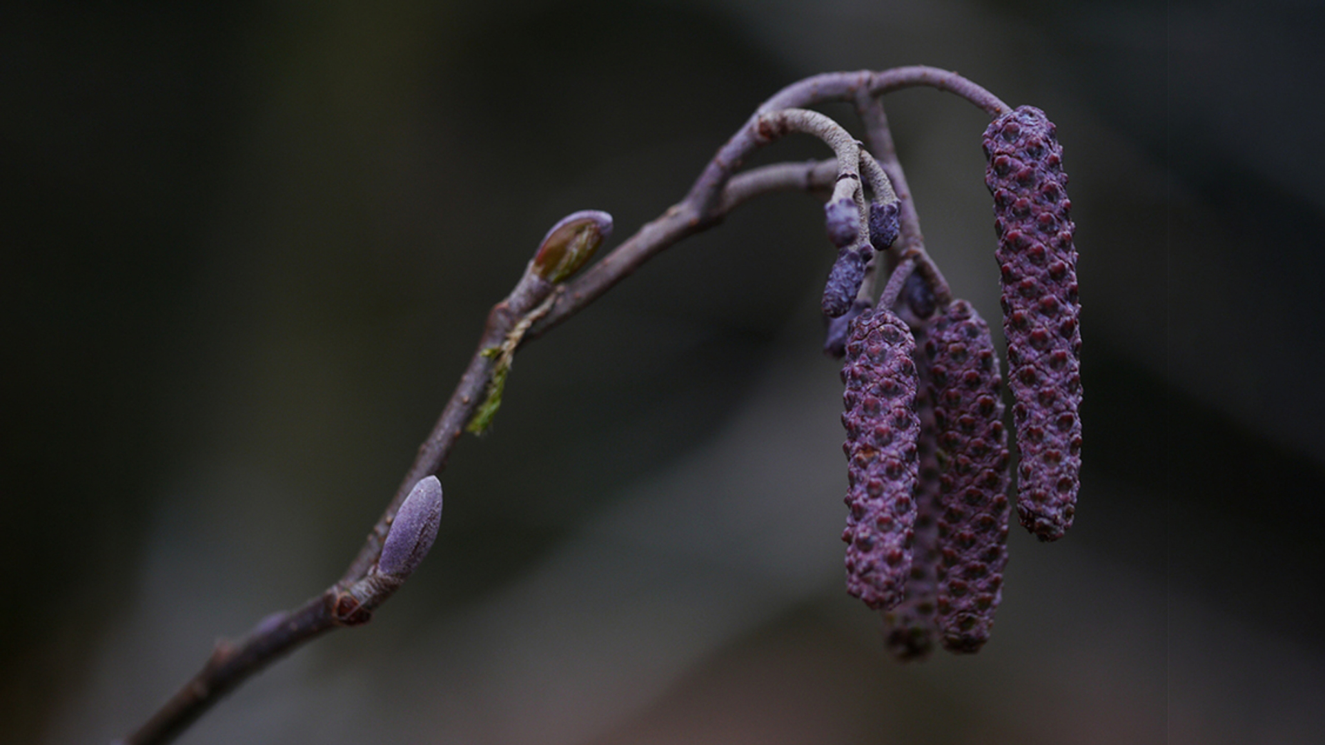 katjes_van_de_zwarte_els