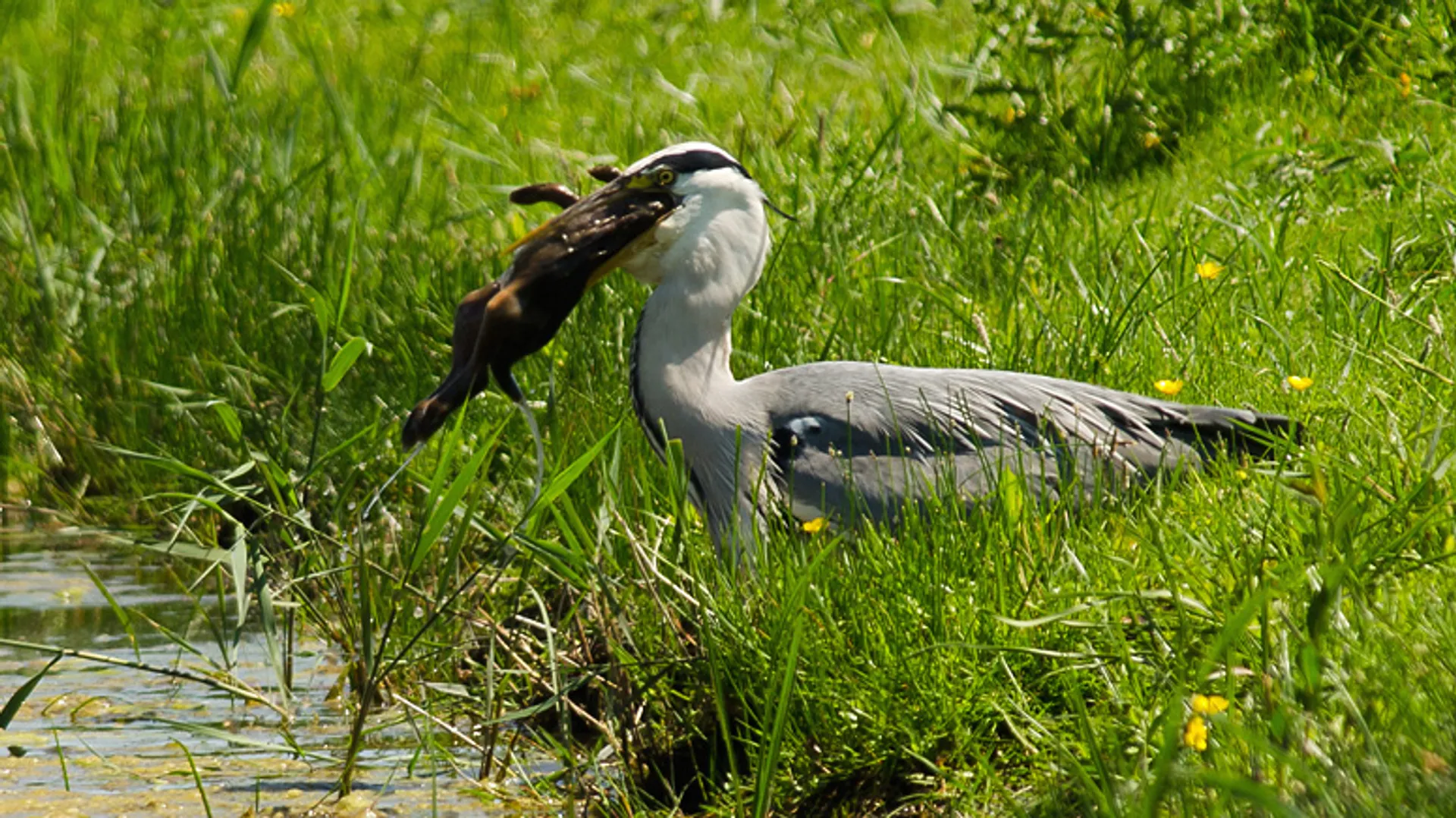 Blauwe reigers met de snavel vol | Compilatie Zelf Geschoten - Vroege