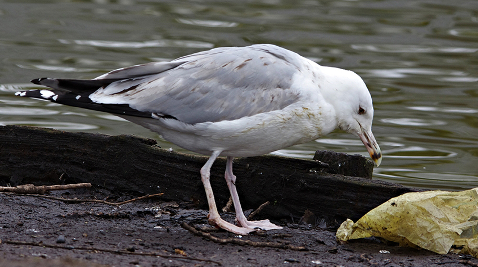 pontische_meeuw_Profielfoto-van-karelbuitenkamp-karelbuitenkamp