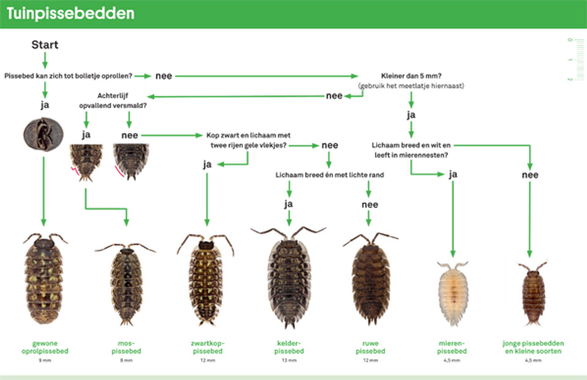 pissebeddenzoekkaart1