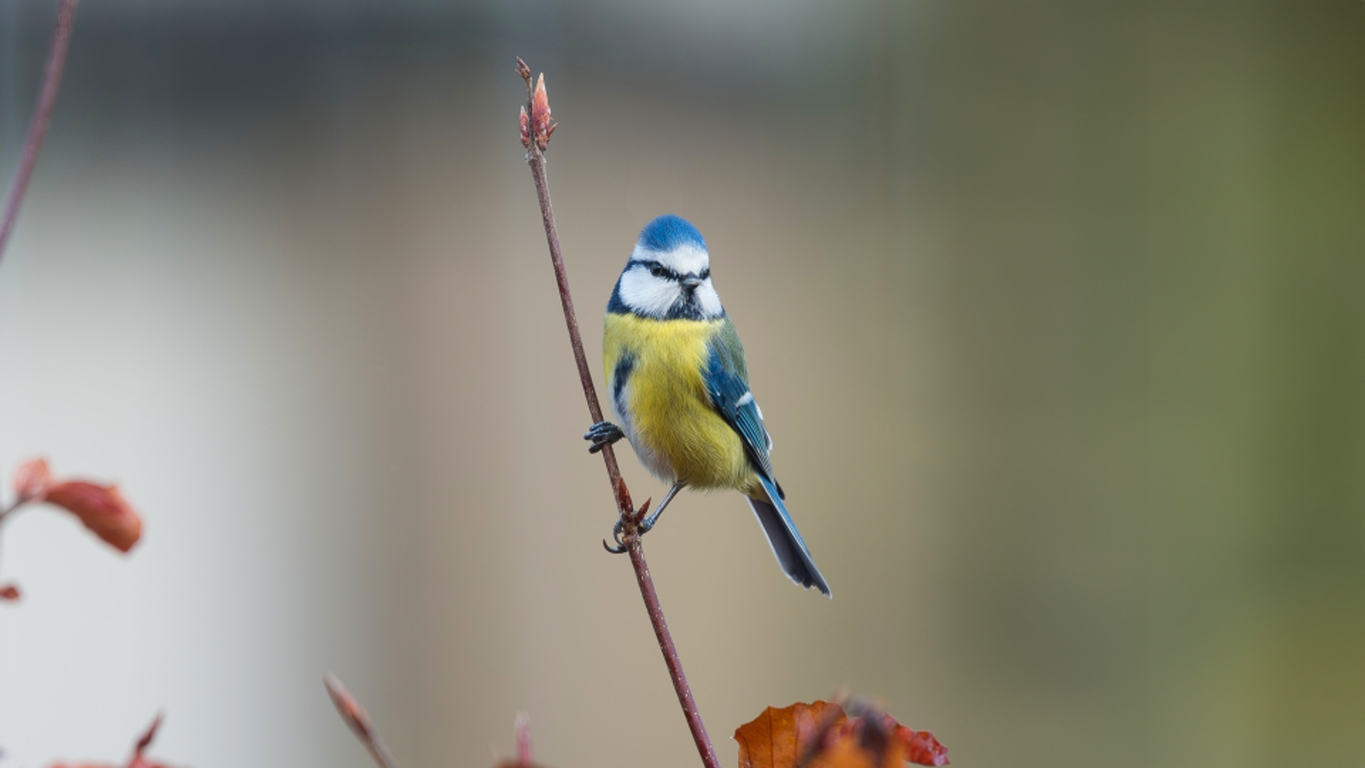 Fenolijn 11 februari 2024 - Vroege Vogels - BNNVARA