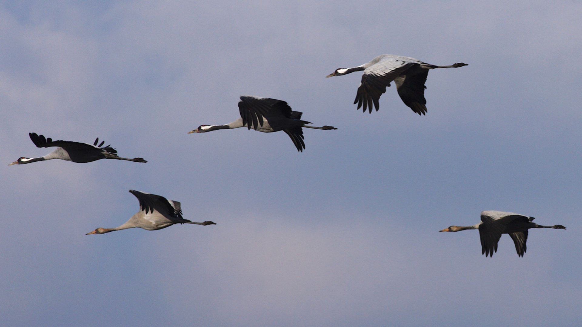 Kraanvogels